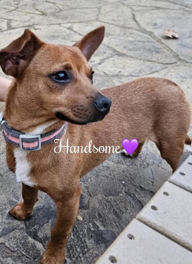 Petey, a Adoptable mixed breed in Fort Mill, SC image 5/6