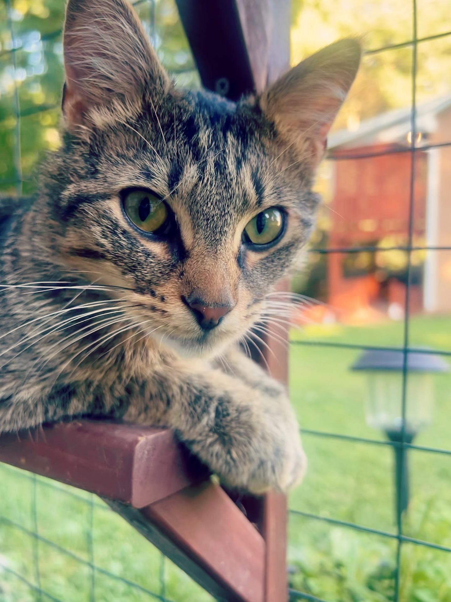 Cookie, Adoptable, Adult Male Tabby.