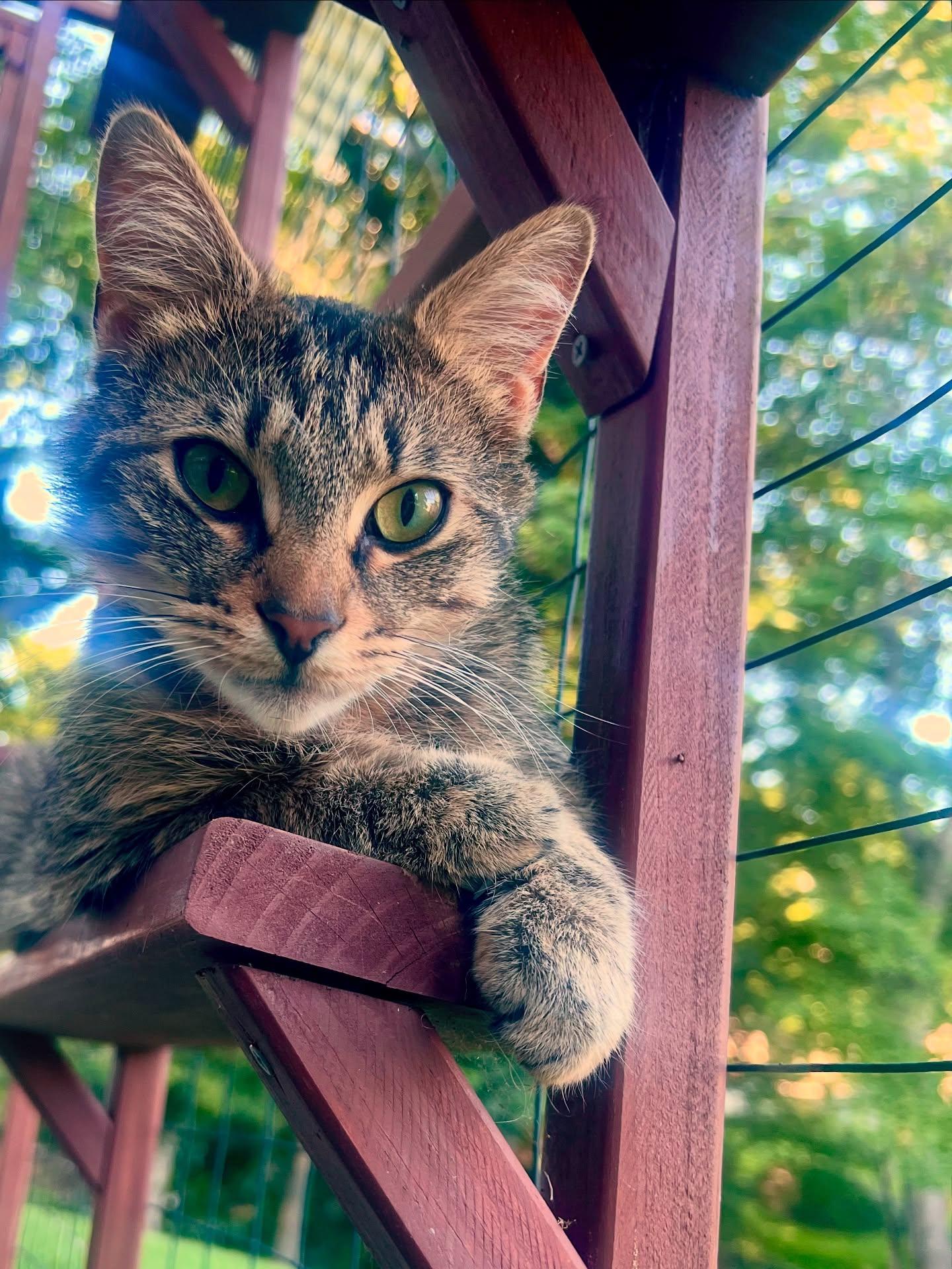 Cookie, a Adoptable Tabby in Beckley, WV image 3/3
