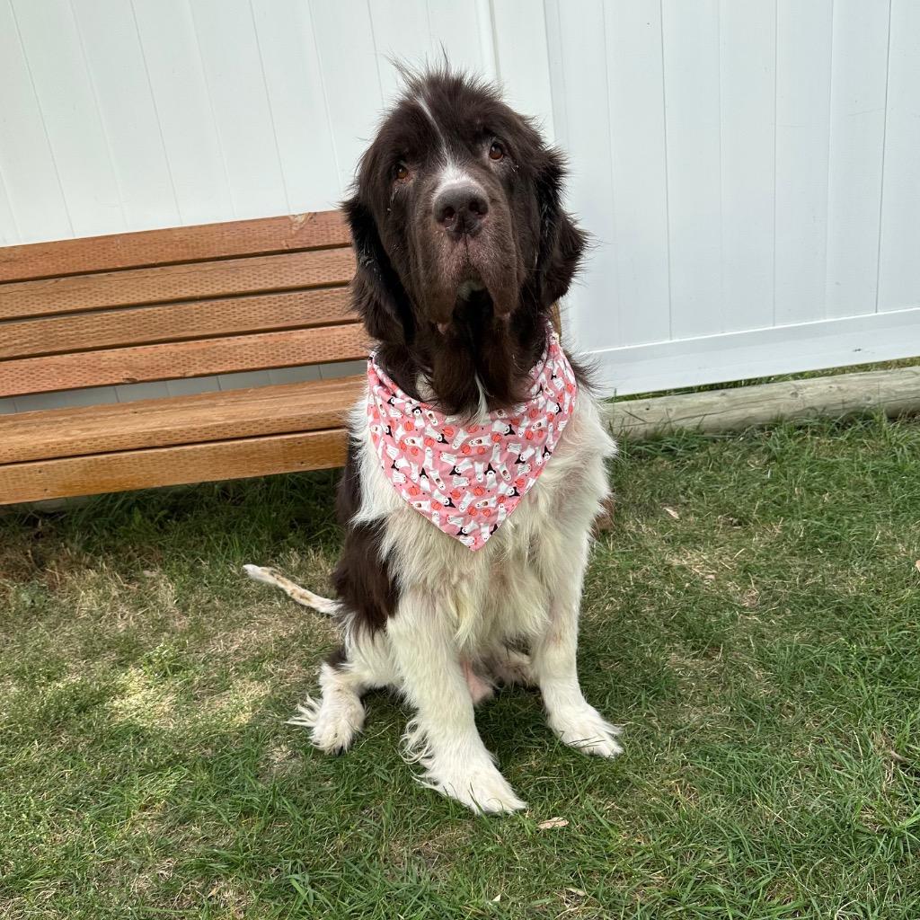 Enlarge Oliver, a Adoptable Newfoundland Dog in Logan, UT image 1/1
