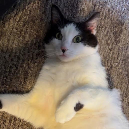 Tanai (Adoption Fee Sponsored)