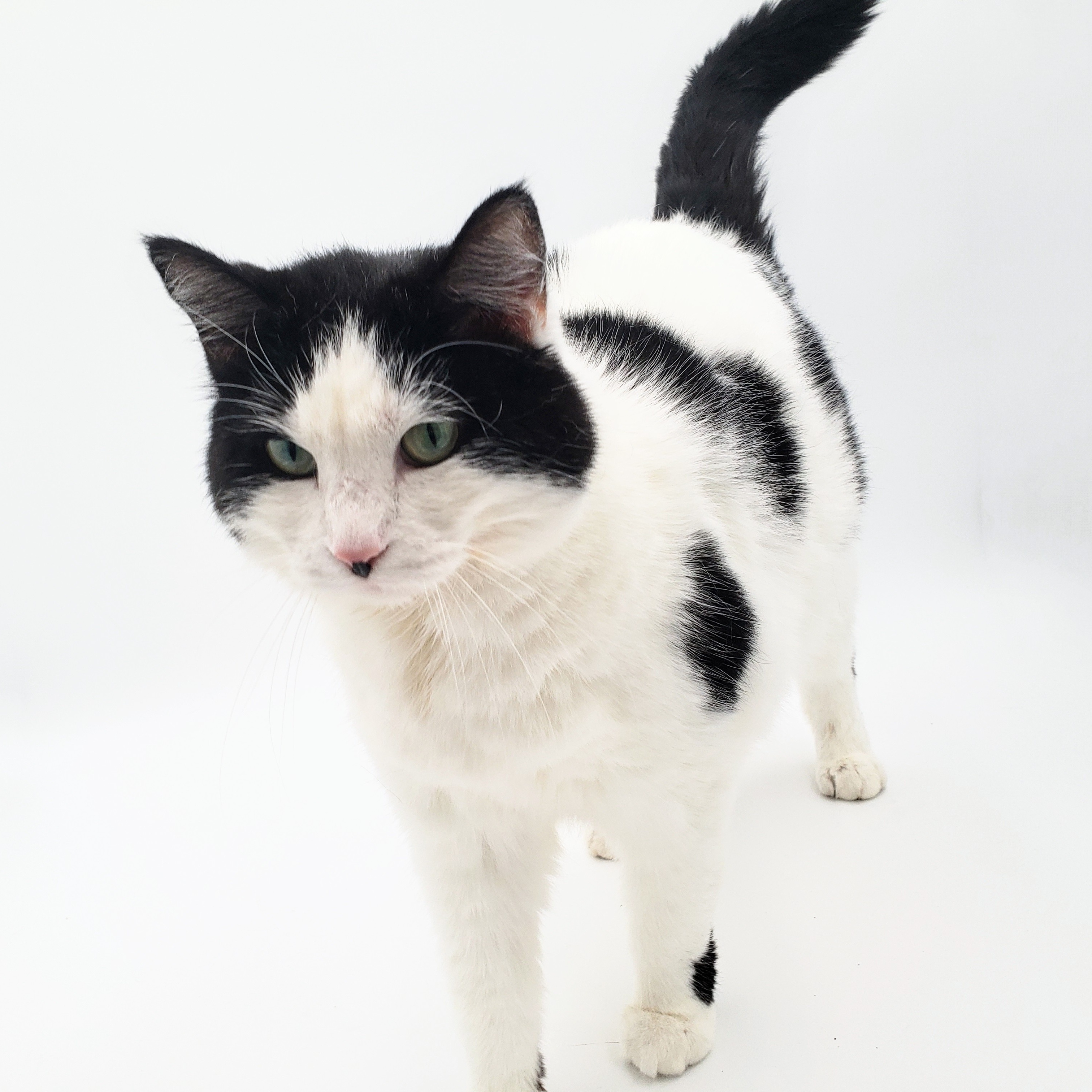 Tanai (Adoption Fee Sponsored), an adoptable Domestic Short Hair in Springfield, MO, 65804 | Photo Image 4