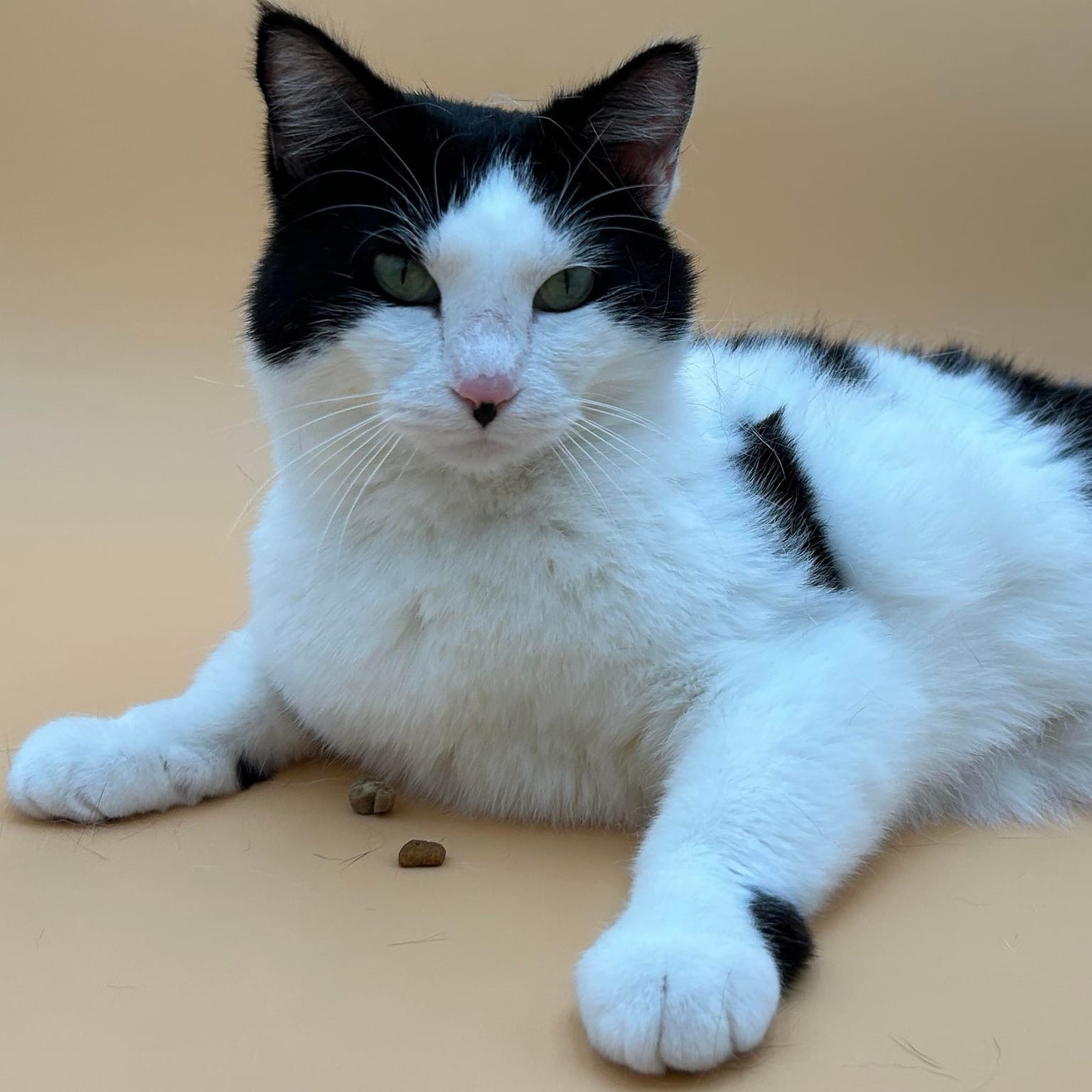 Tanai (Adoption Fee Sponsored), an adoptable Domestic Short Hair in Springfield, MO, 65804 | Photo Image 5