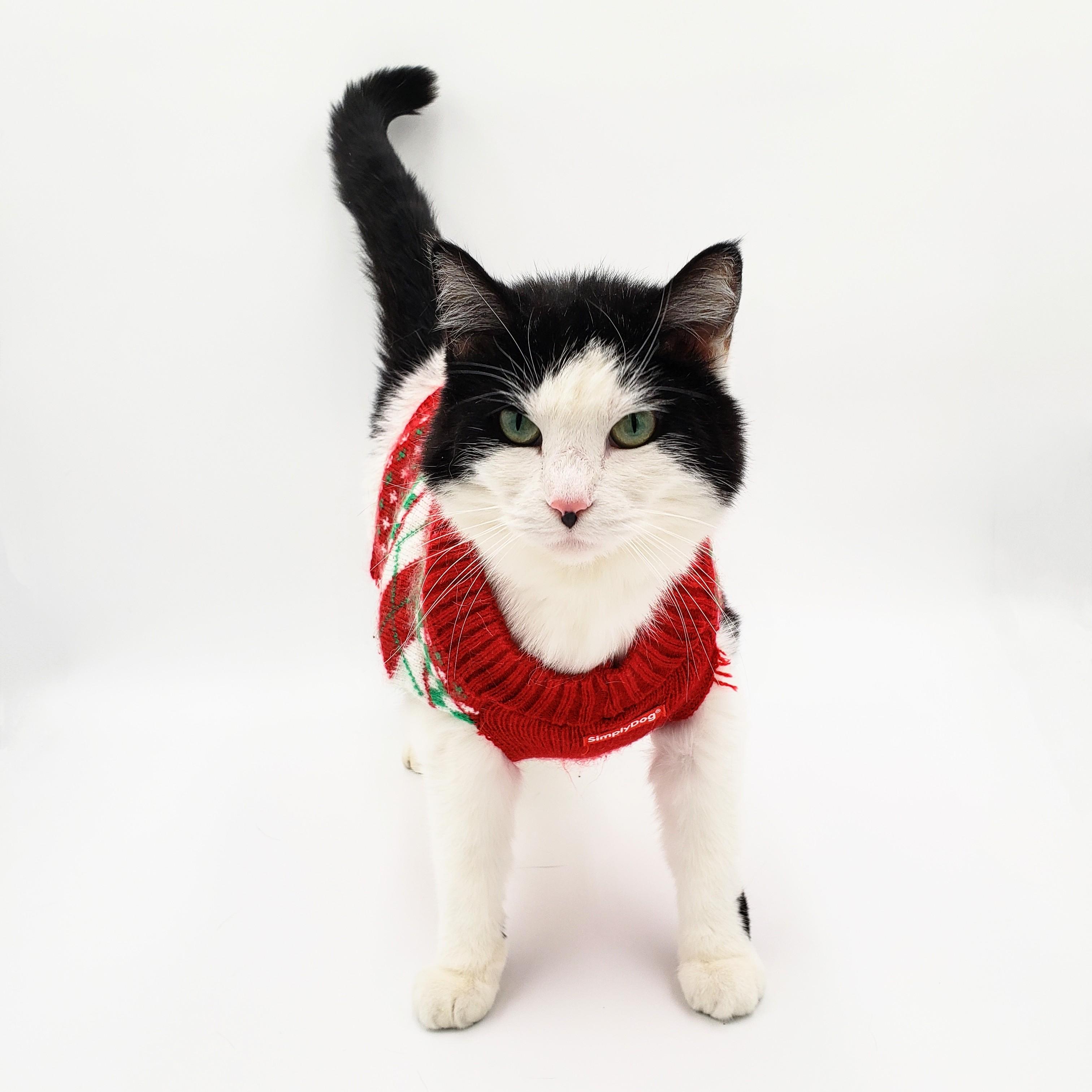 Tanai (Adoption Fee Sponsored), an adoptable Domestic Short Hair in Springfield, MO, 65804 | Photo Image 2