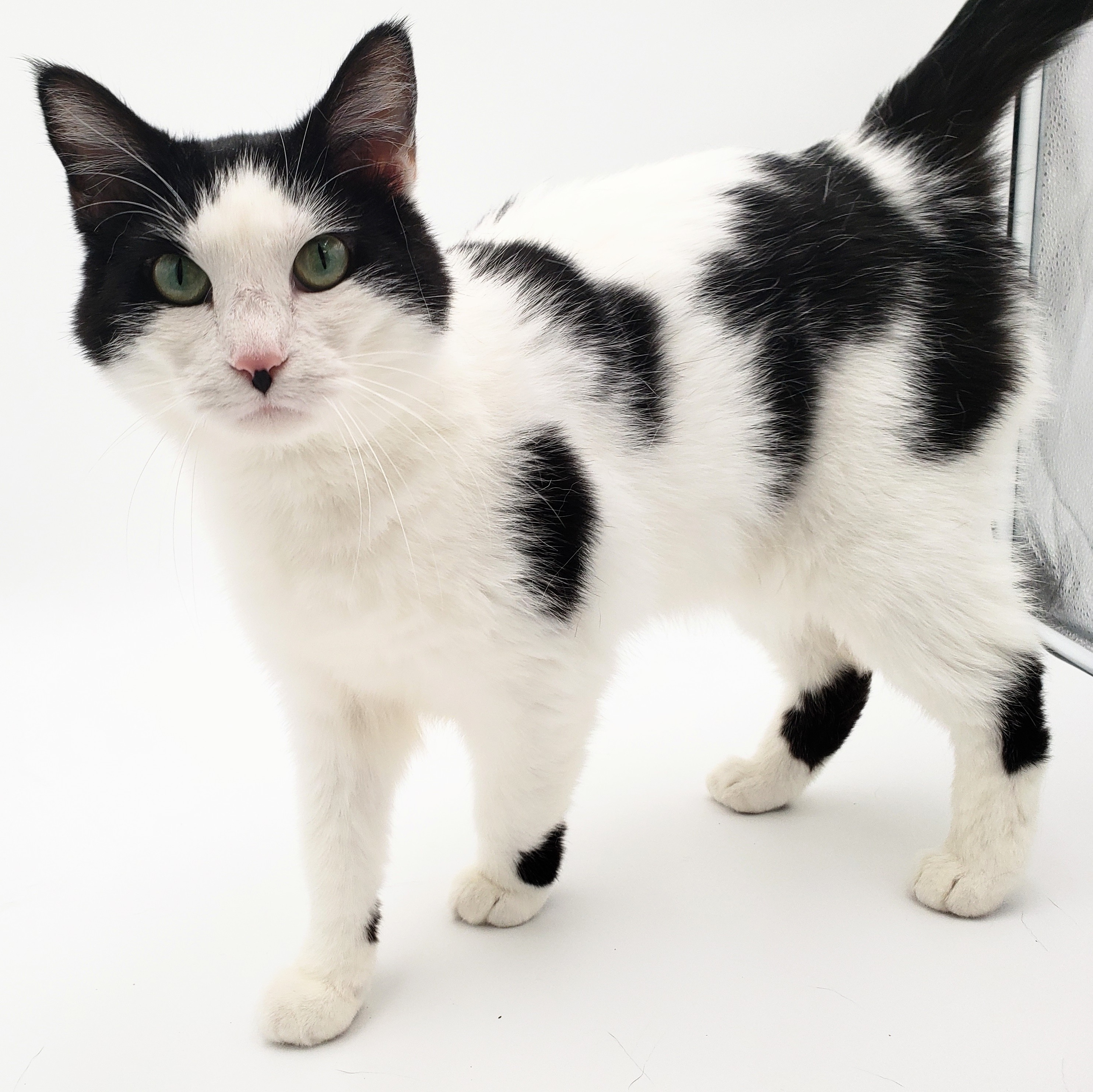 Tanai (Adoption Fee Sponsored), an adoptable Domestic Short Hair in Springfield, MO, 65804 | Photo Image 6