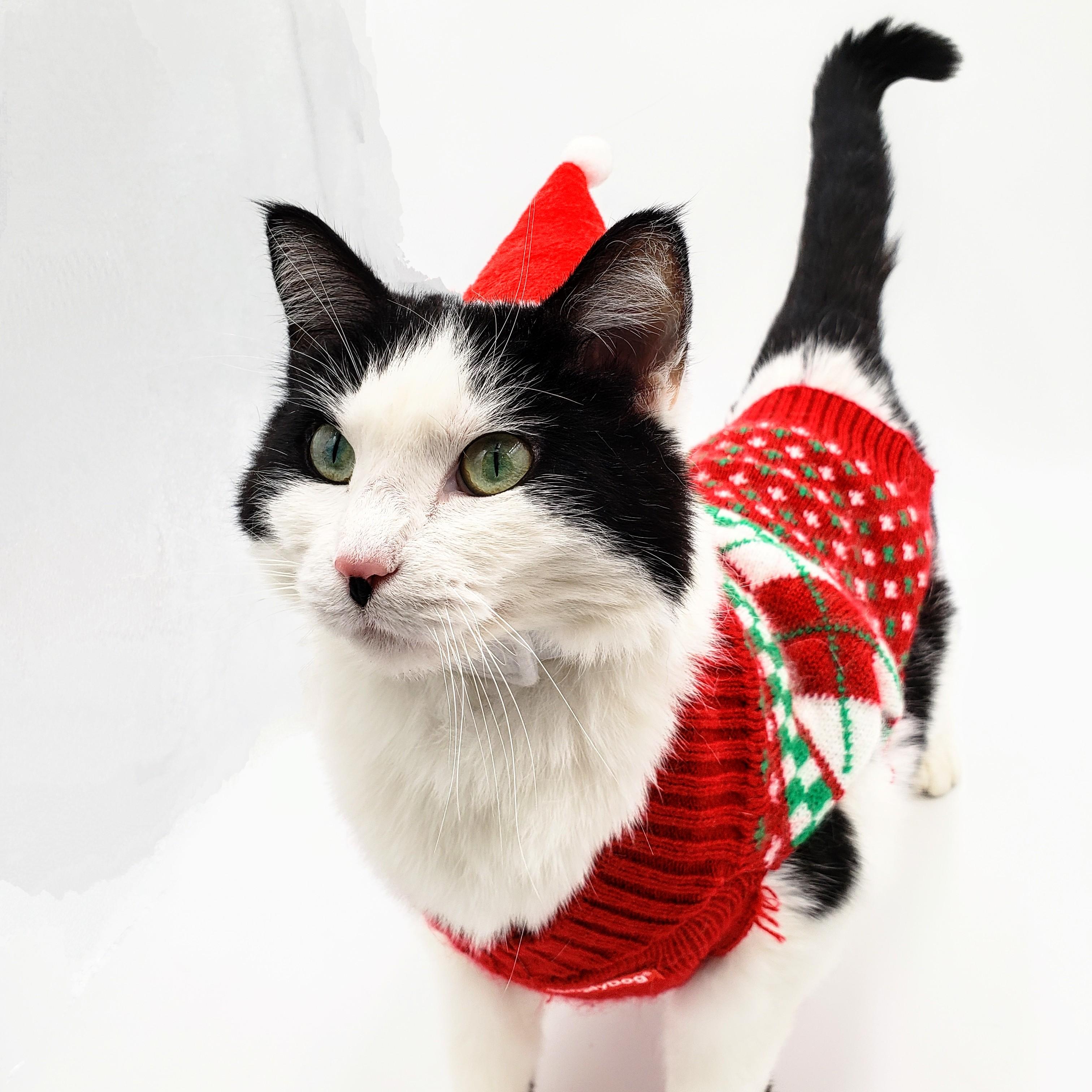 Tanai (Adoption Fee Sponsored), an adoptable Domestic Short Hair in Springfield, MO, 65804 | Photo Image 3