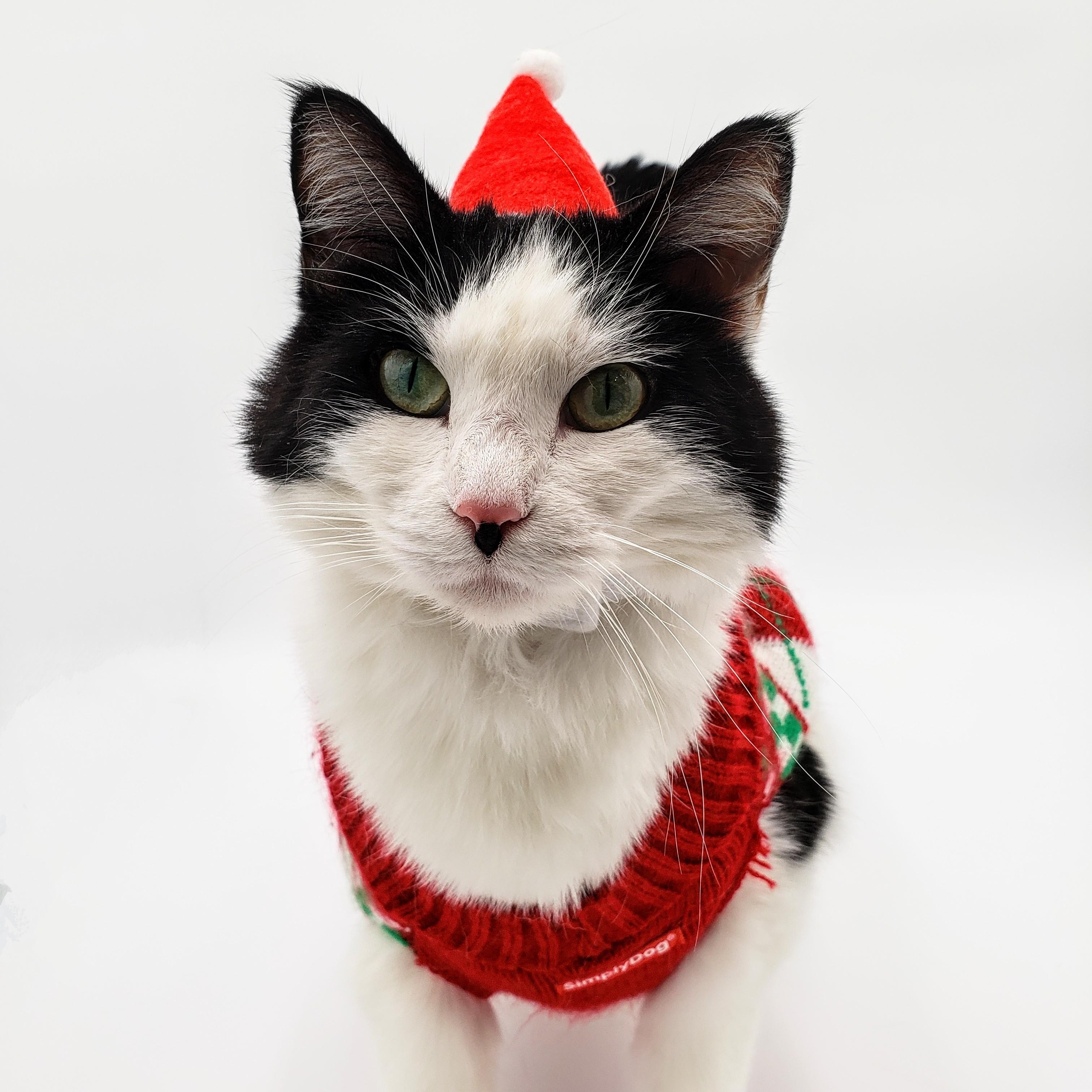 Tanai (Adoption Fee Sponsored), an adoptable Domestic Short Hair in Springfield, MO, 65804 | Photo Image 1