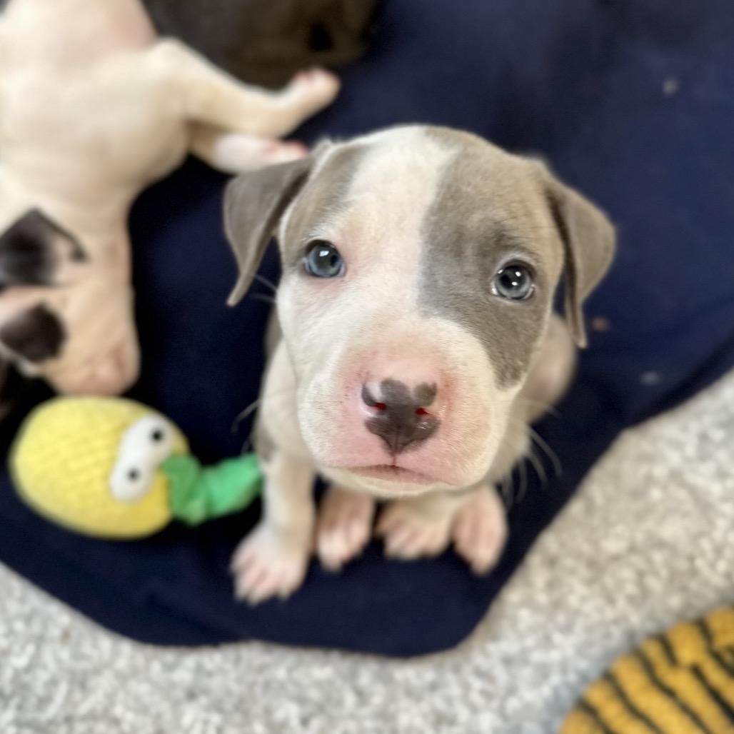 Linen, a Adoptable mixed breed in Durham, NC image 1/4