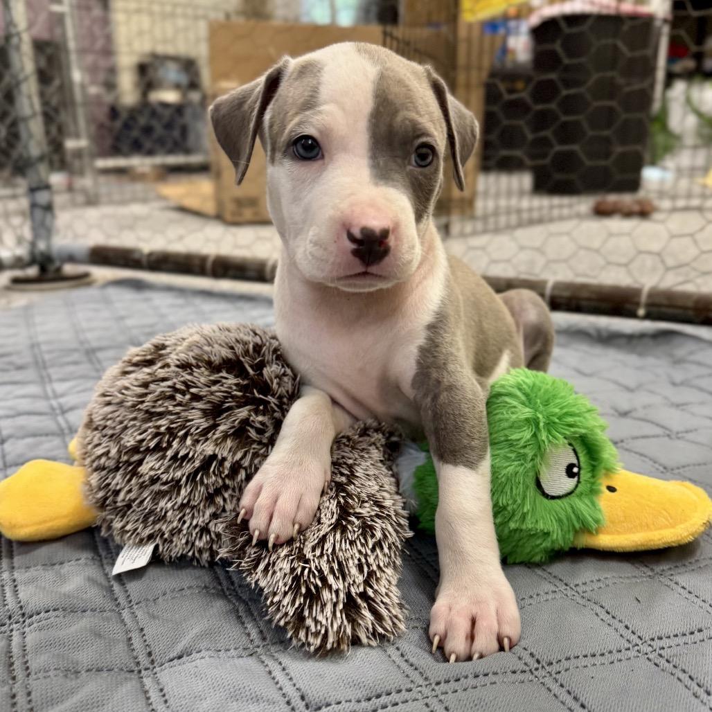 Linen, a Adoptable mixed breed in Durham, NC image 2/4