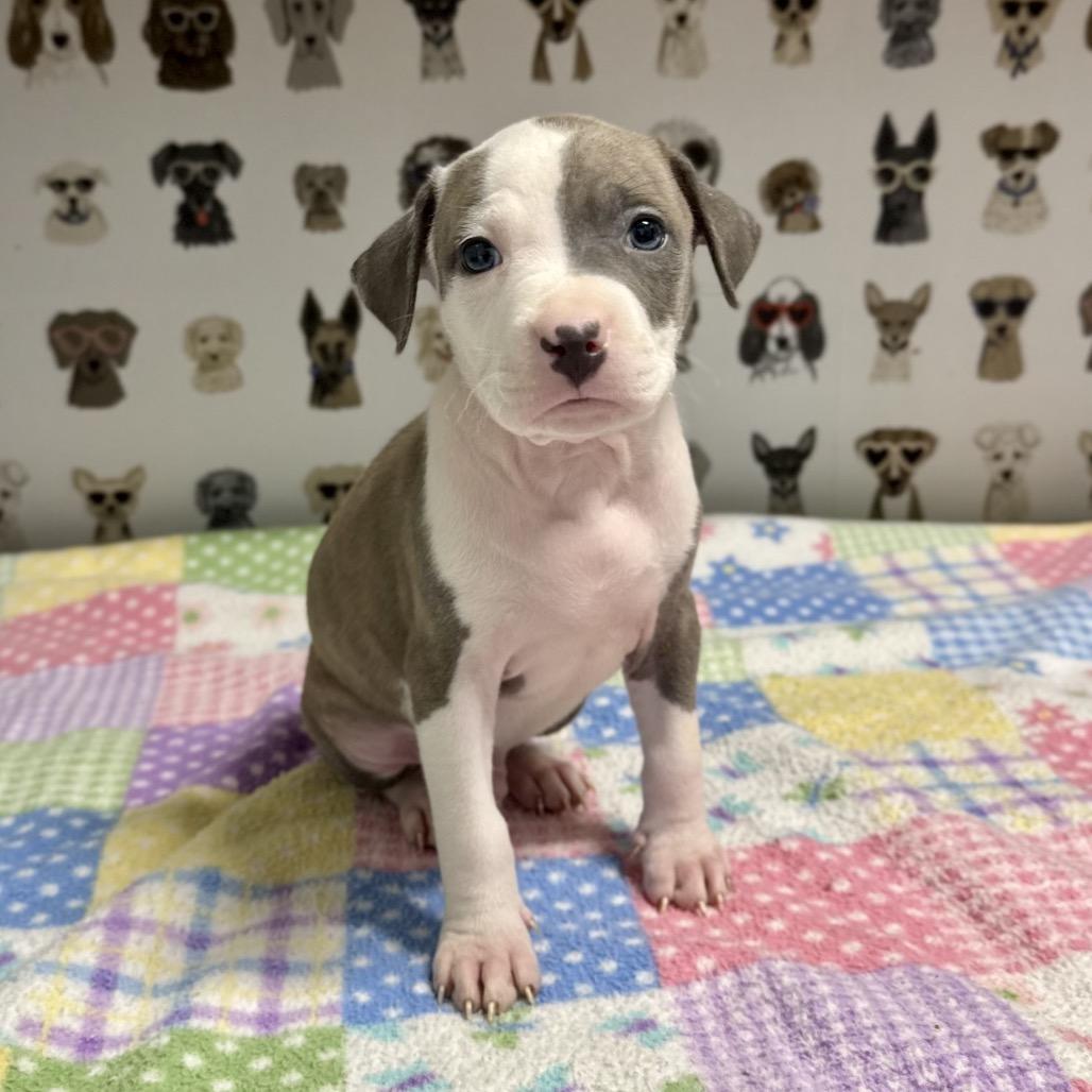 Linen, a Adoptable mixed breed in Durham, NC image 3/4