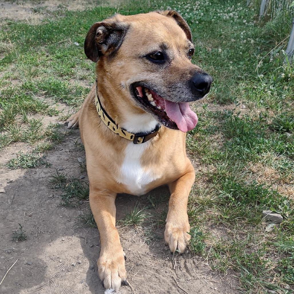 Enlarge Toby, a Adoptable Mixed Breed in Middletown, NY image 1/1
