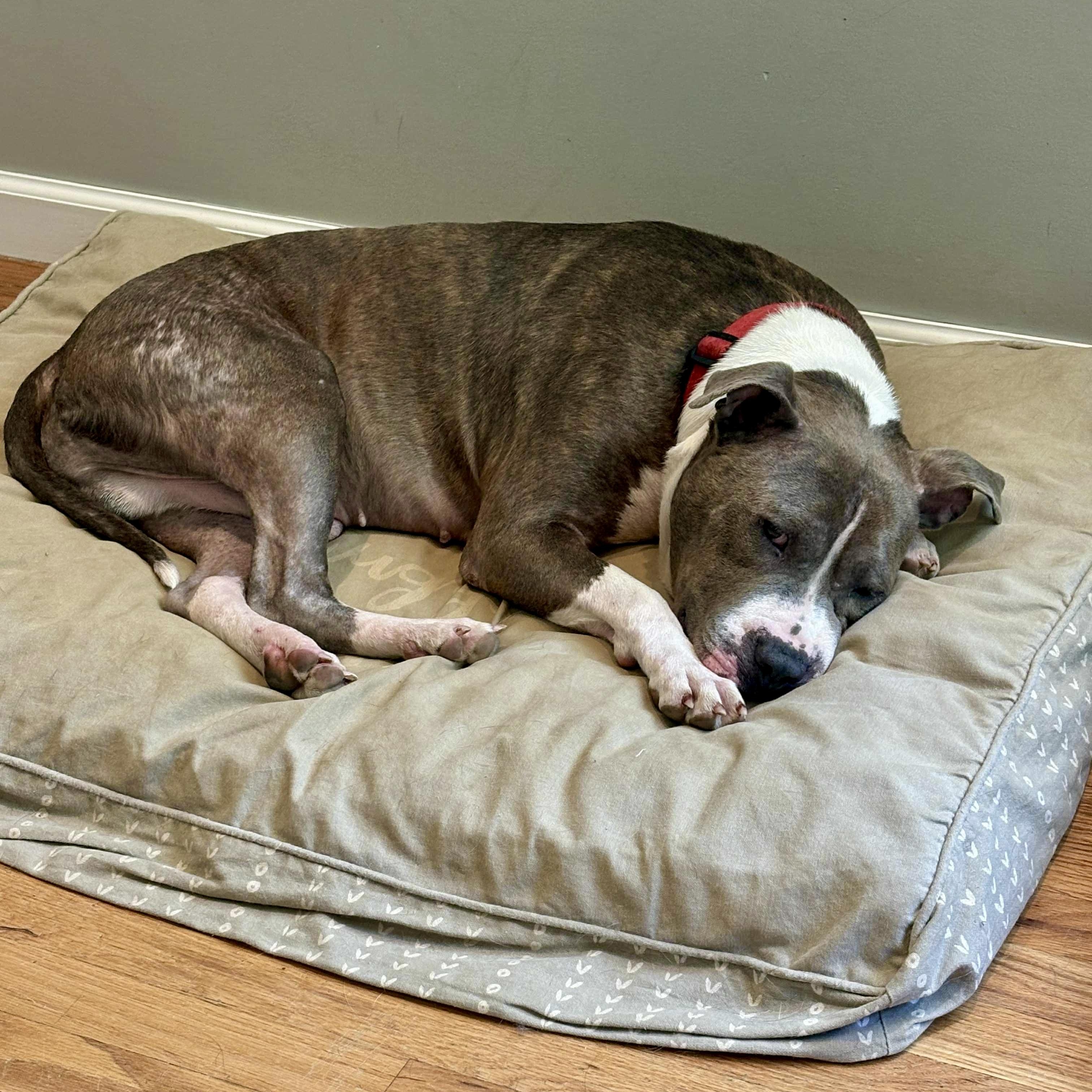 Enlarge Smoke., a Adoptable mixed breed in Pittstown, NJ image 2/5