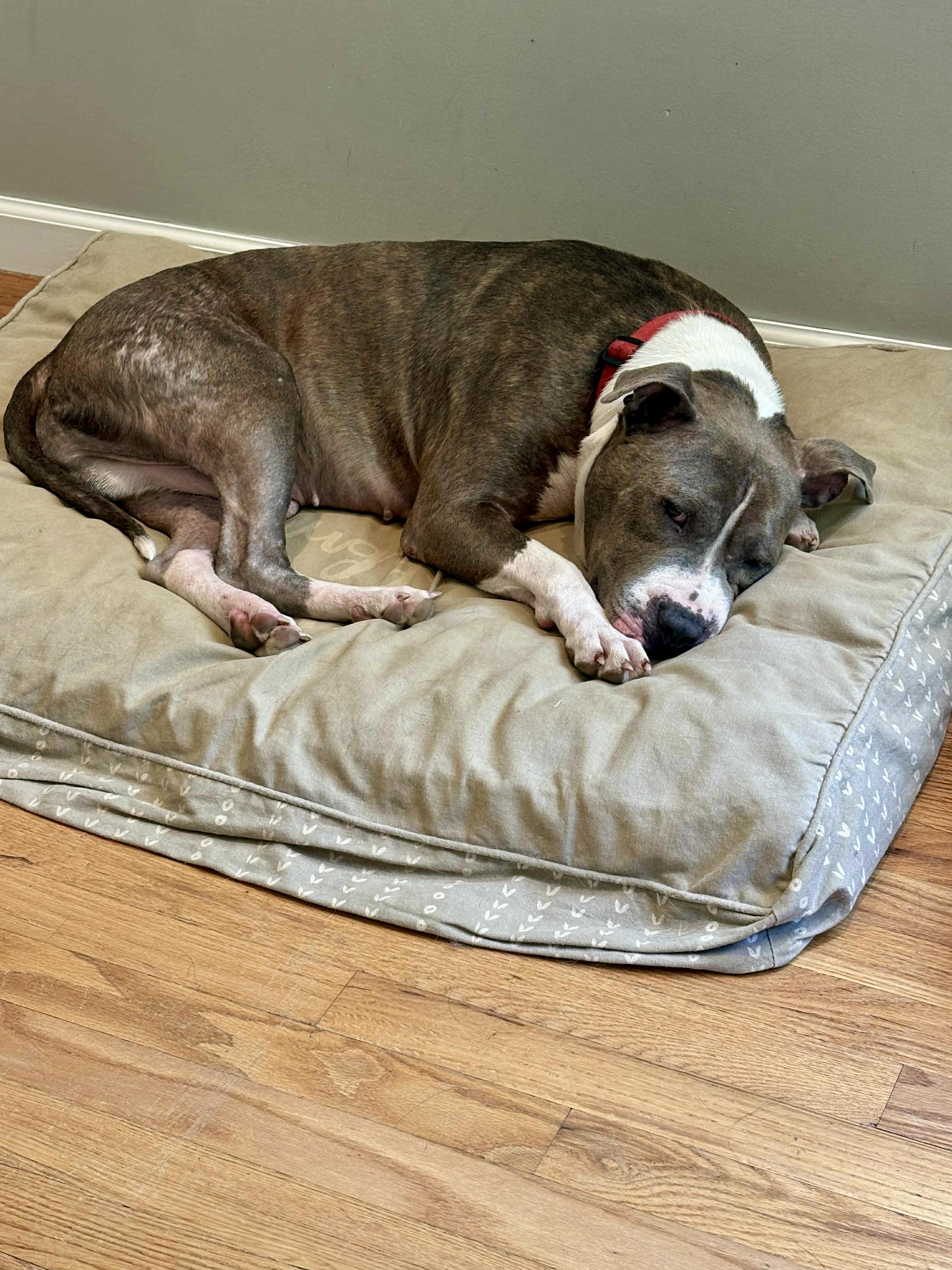 Enlarge Smoke., a Adoptable mixed breed in Pittstown, NJ image 2/6