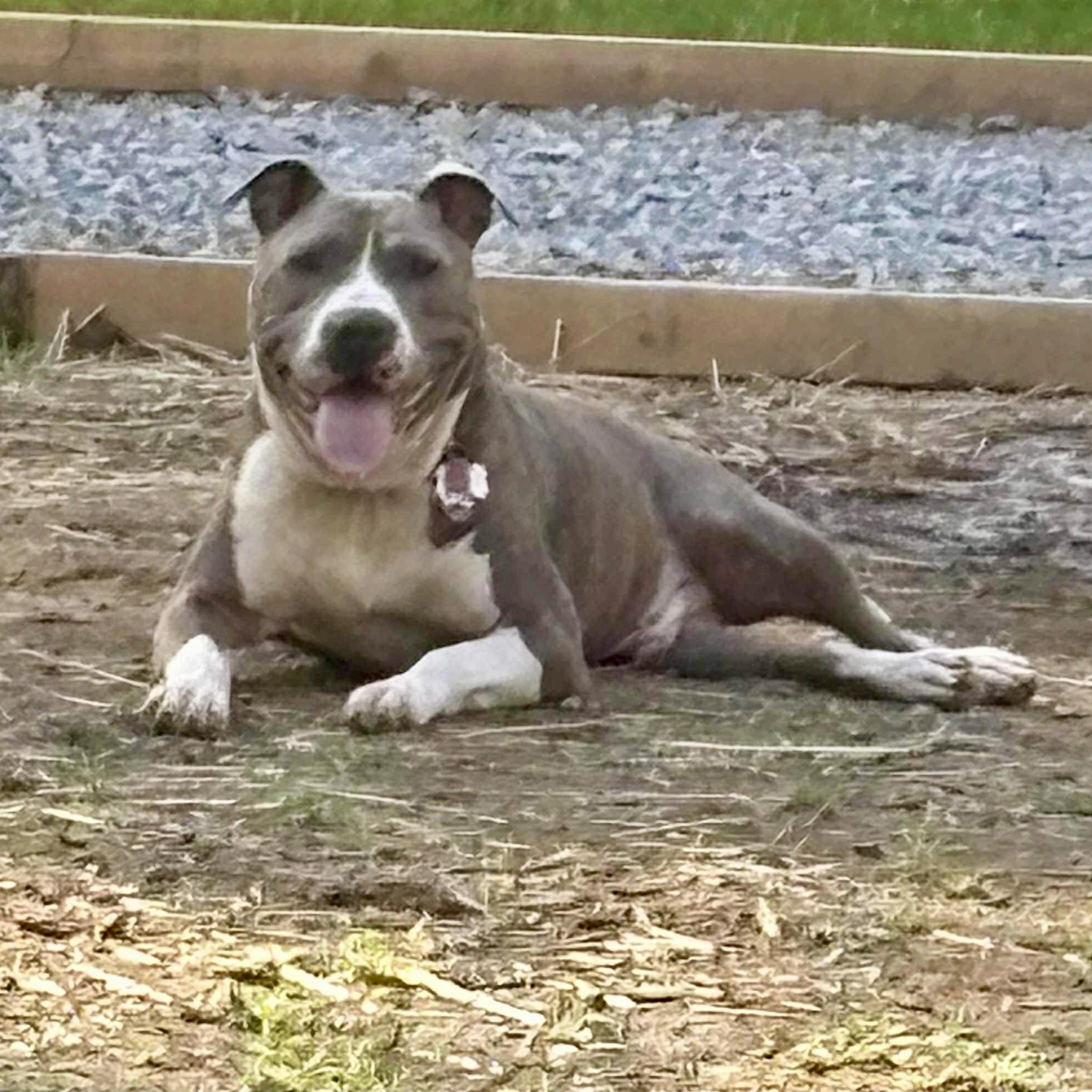 Enlarge Smoke., a Adoptable mixed breed in Pittstown, NJ image 1/6