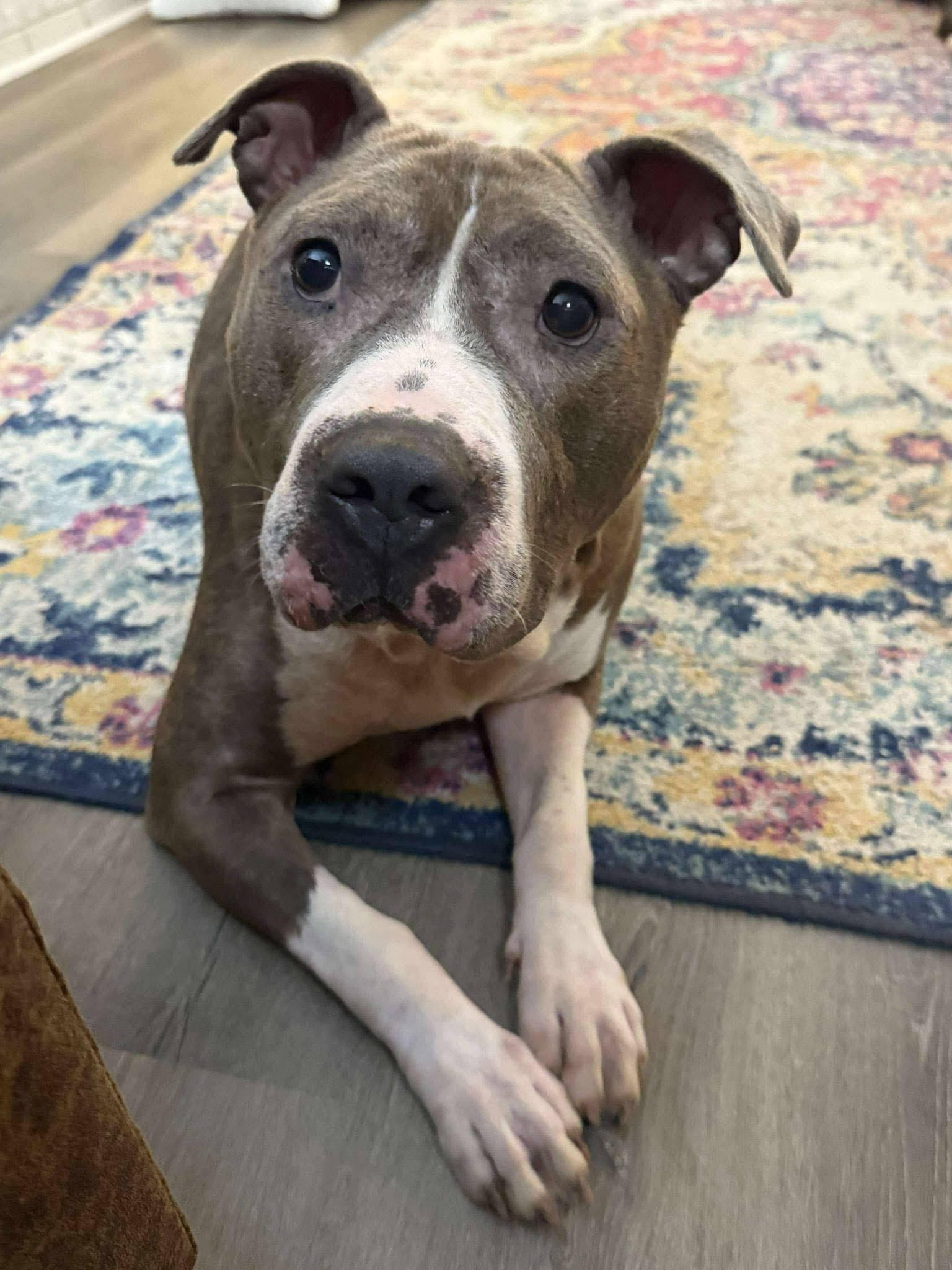 Enlarge Smoke., a Adoptable mixed breed in Pittstown, NJ image 6/6