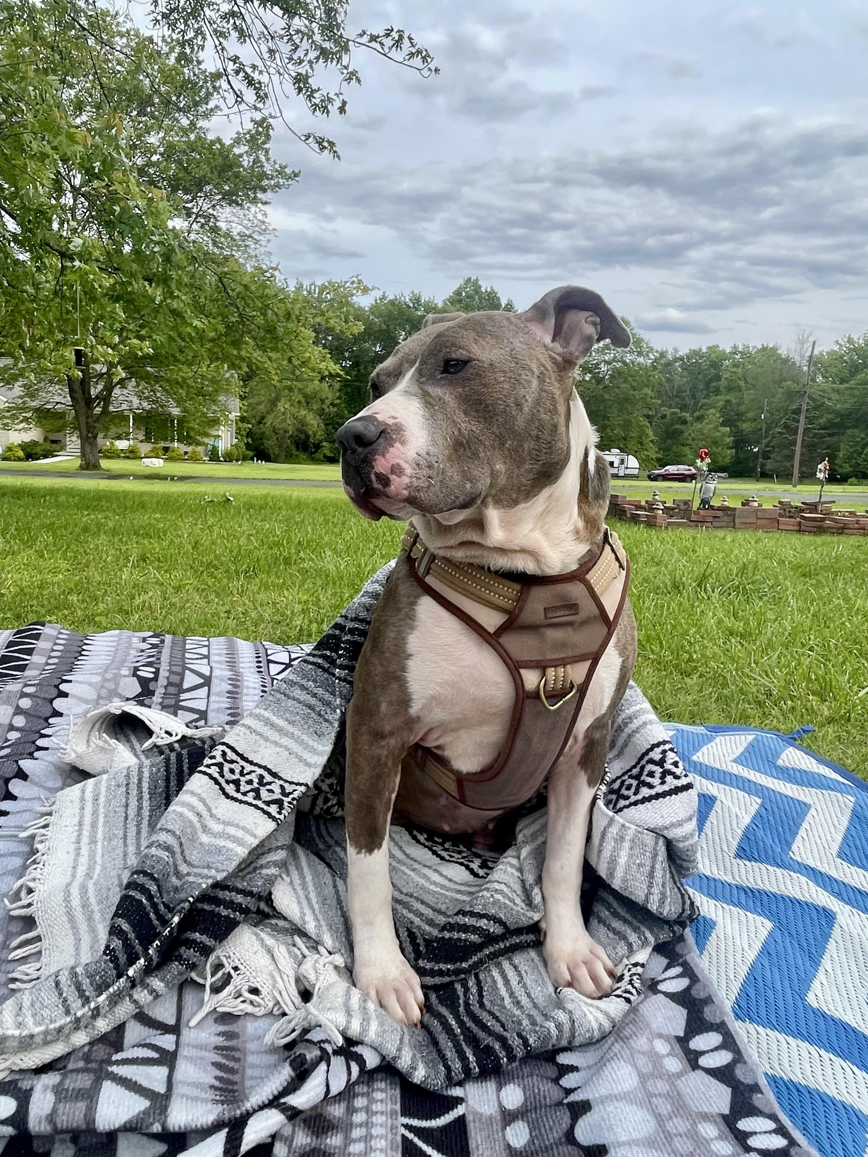 Enlarge Smoke., a Adoptable mixed breed in Pittstown, NJ image 3/6