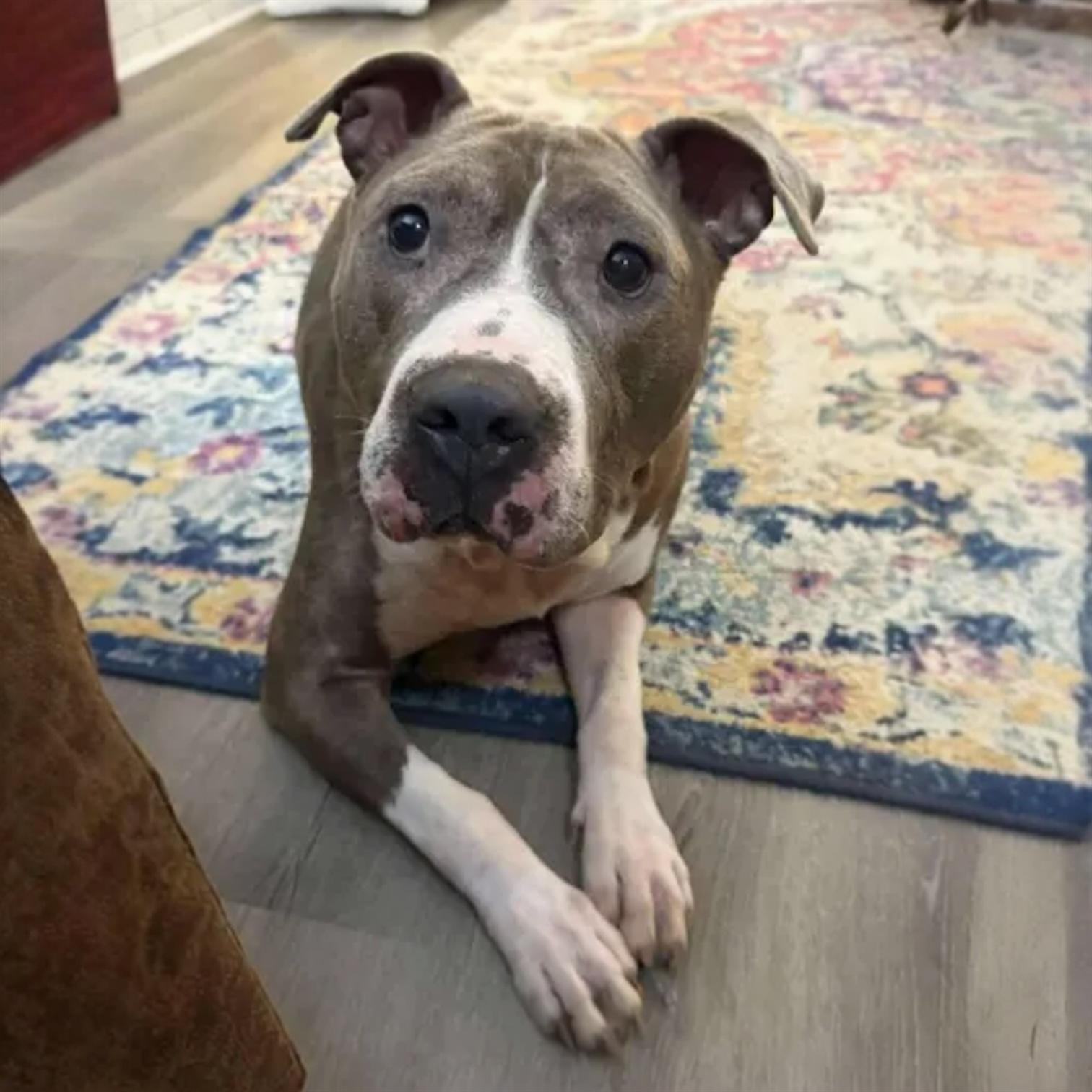 Enlarge Smoke., a Adoptable mixed breed in Pittstown, NJ image 1/5