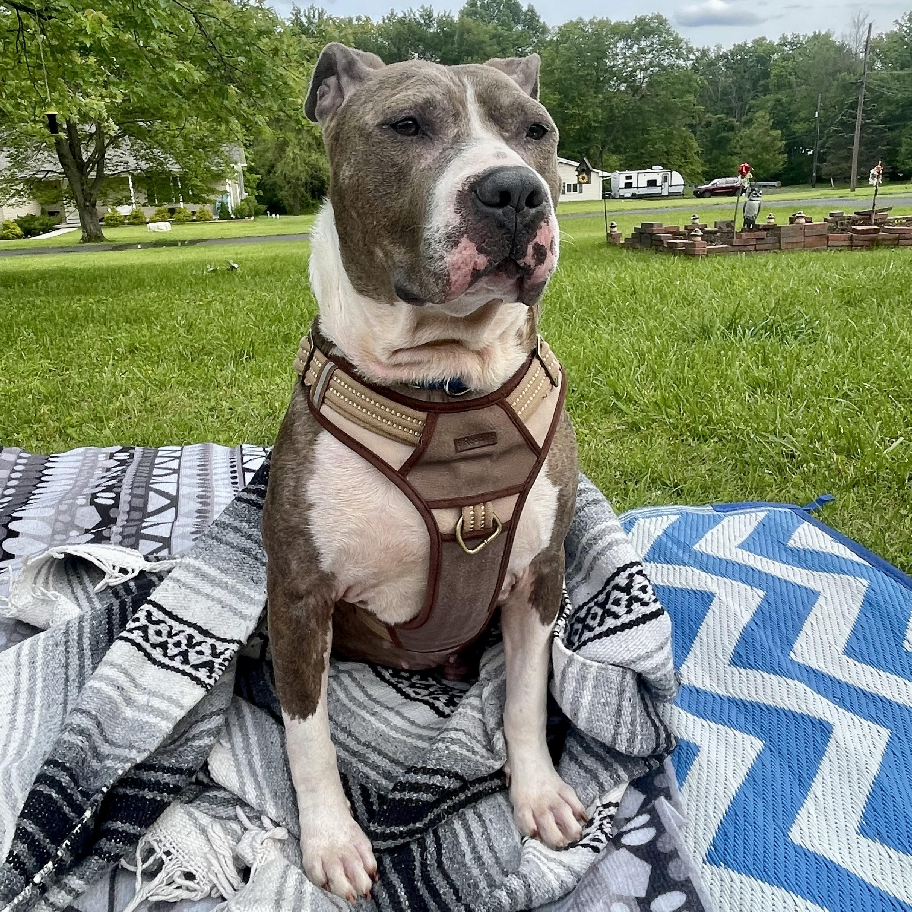 Enlarge Smoke., a Adoptable mixed breed in Pittstown, NJ image 4/5