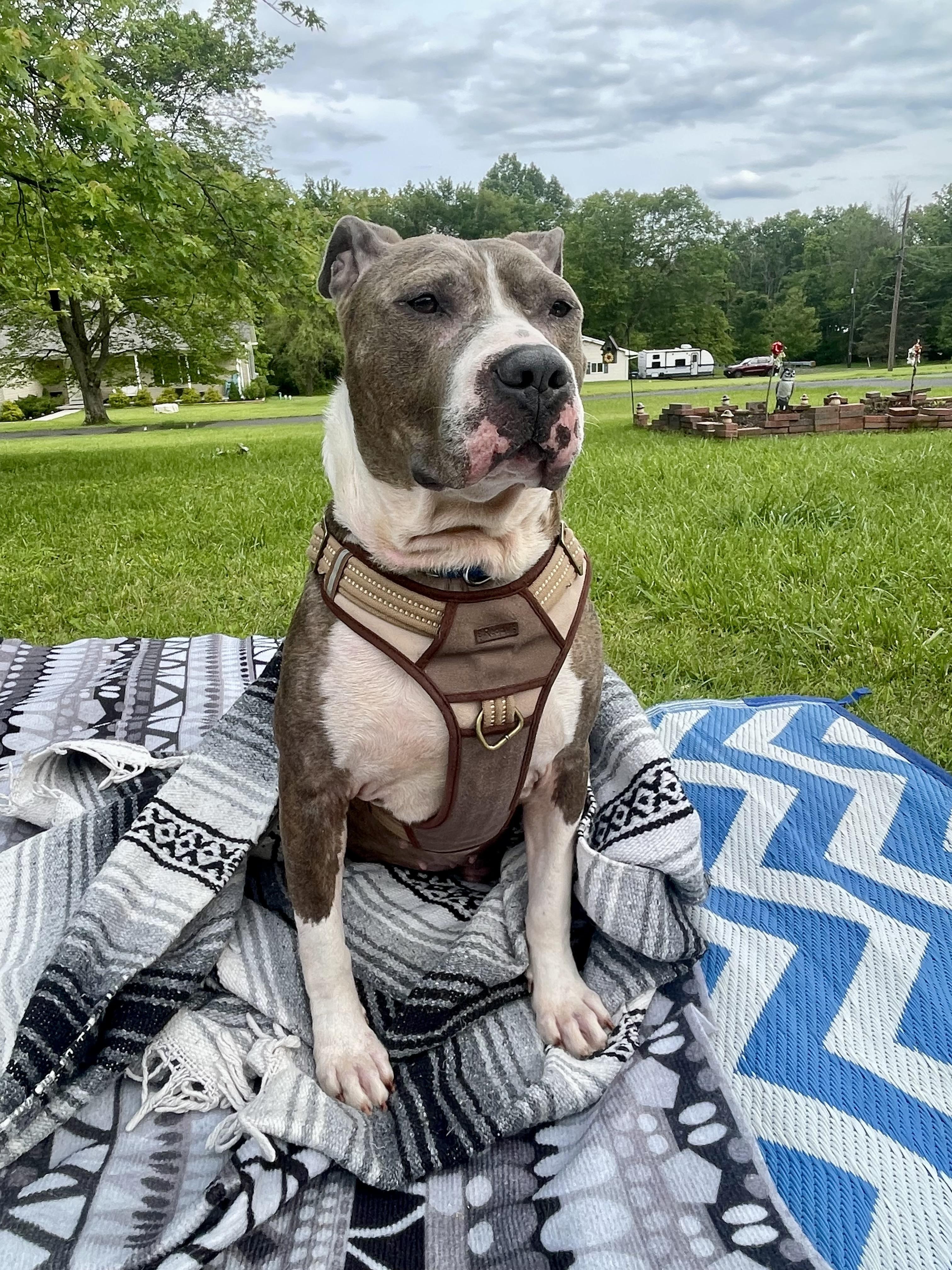Enlarge Smoke., a Adoptable mixed breed in Pittstown, NJ image 4/6
