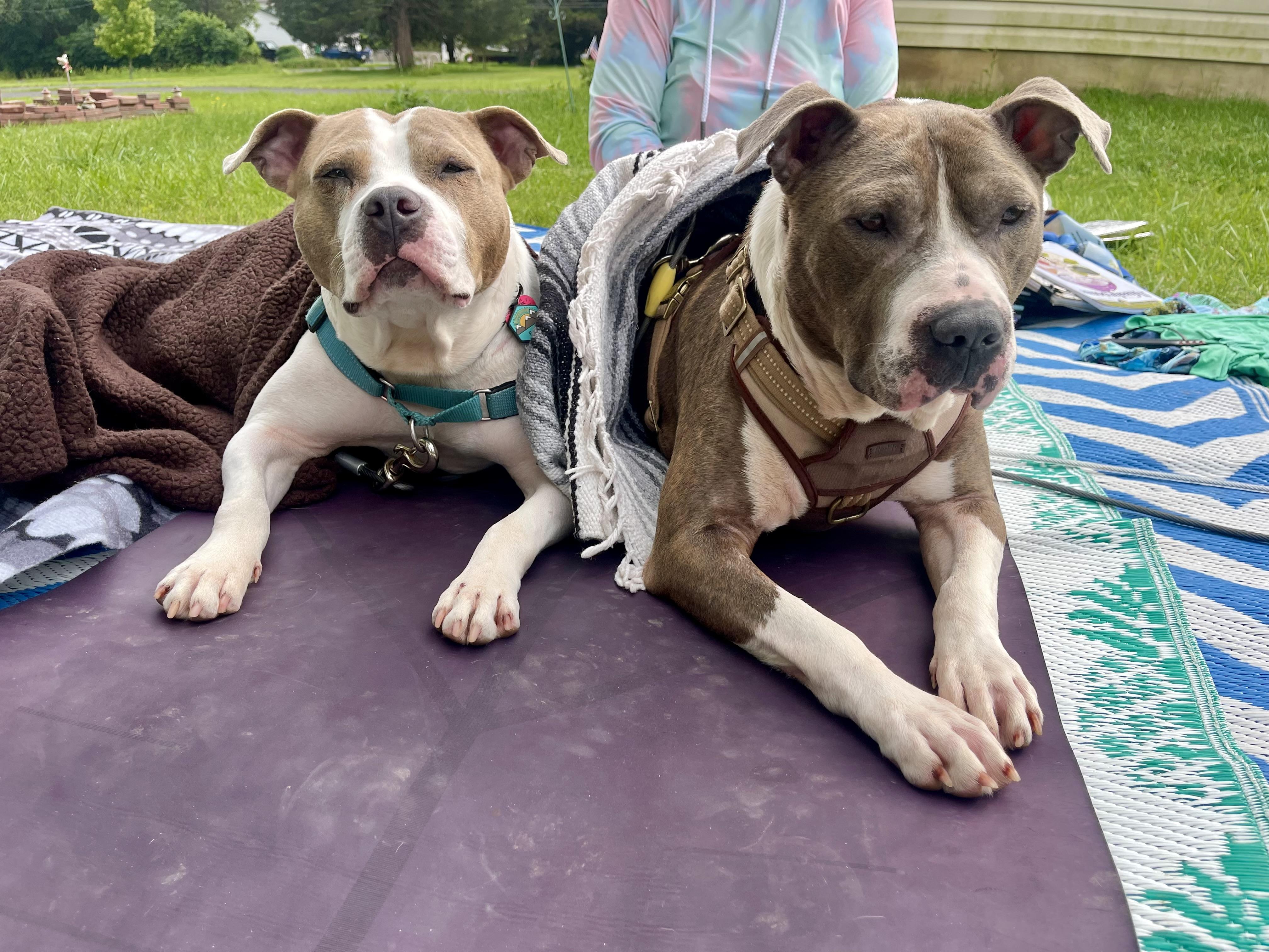 Enlarge Smoke., a Adoptable mixed breed in Pittstown, NJ image 5/6