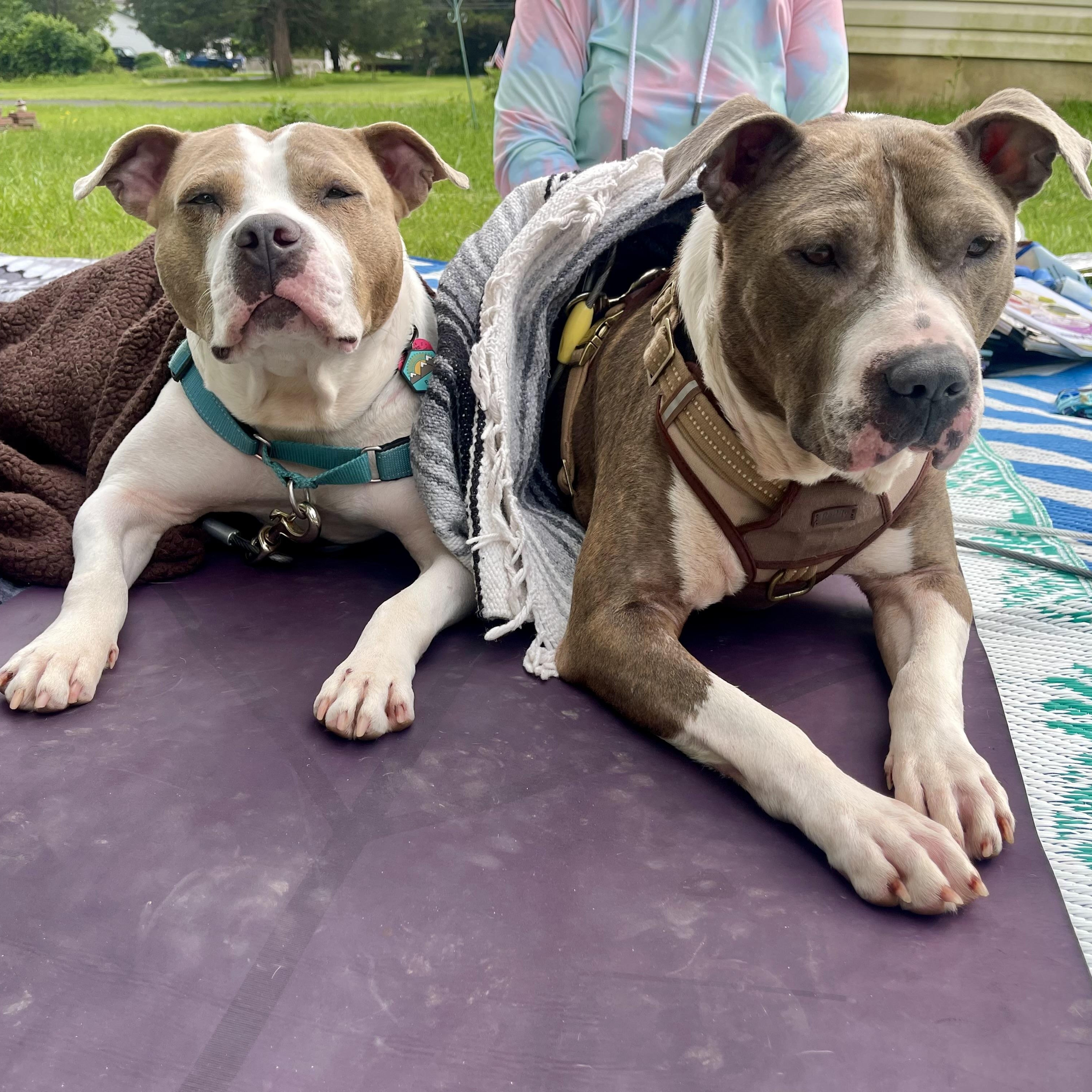 Enlarge Smoke., a Adoptable mixed breed in Pittstown, NJ image 5/5