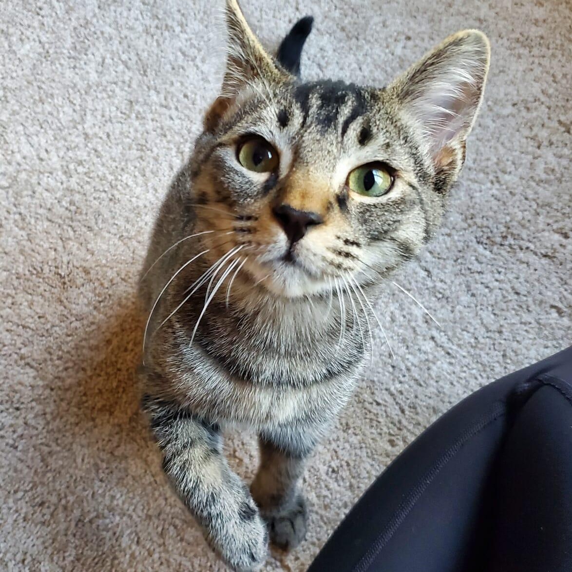 Mango, Adoptable, Kitten Male Tabby.