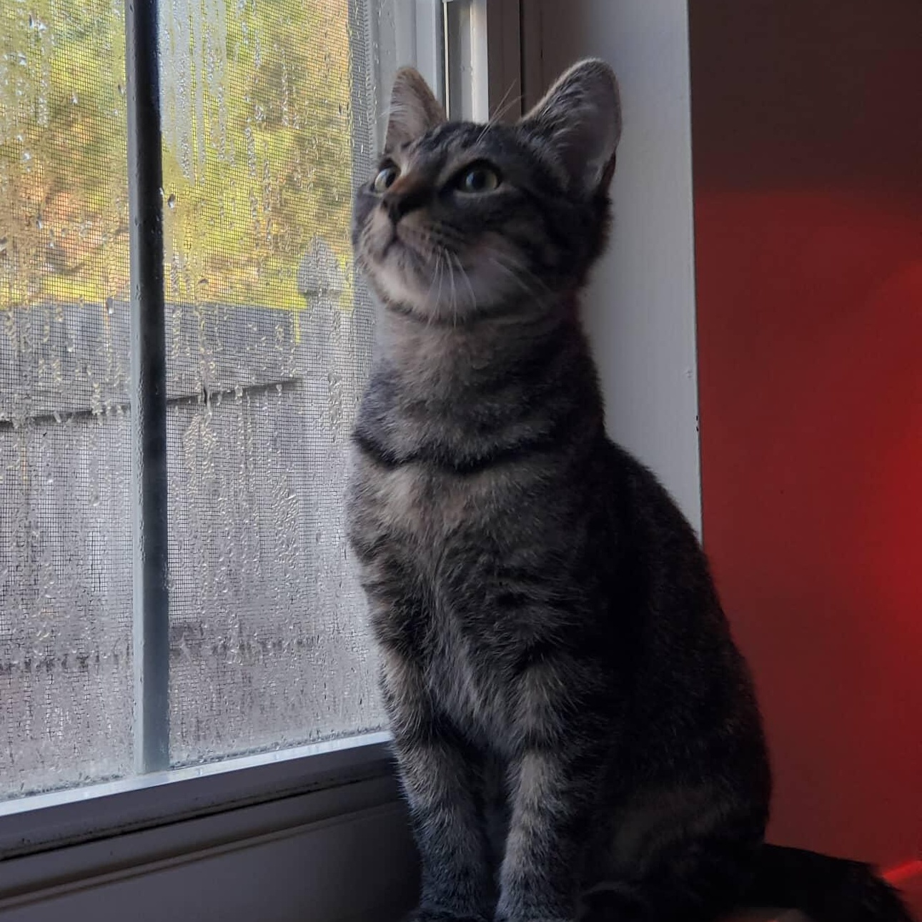 Mango, Adoptable, Kitten Male Tabby.