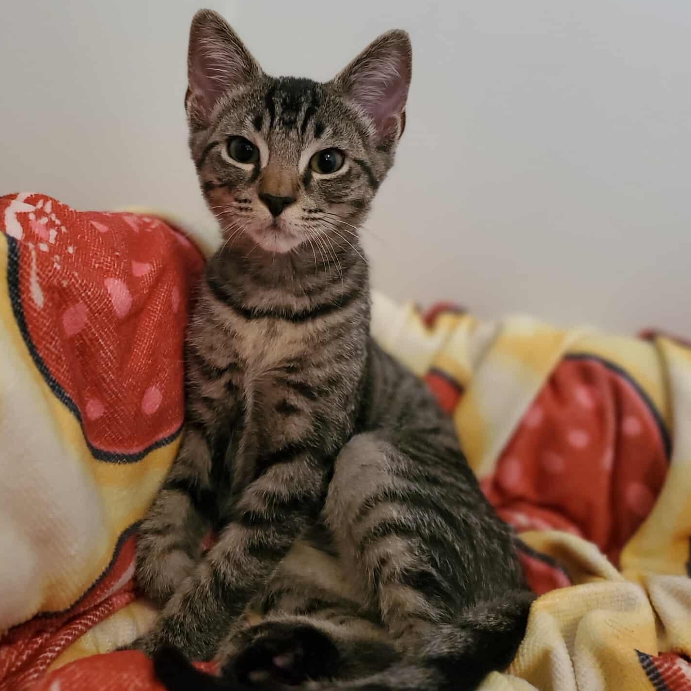 Mango, a Adoptable Tabby in Charlotte, NC image 3/4