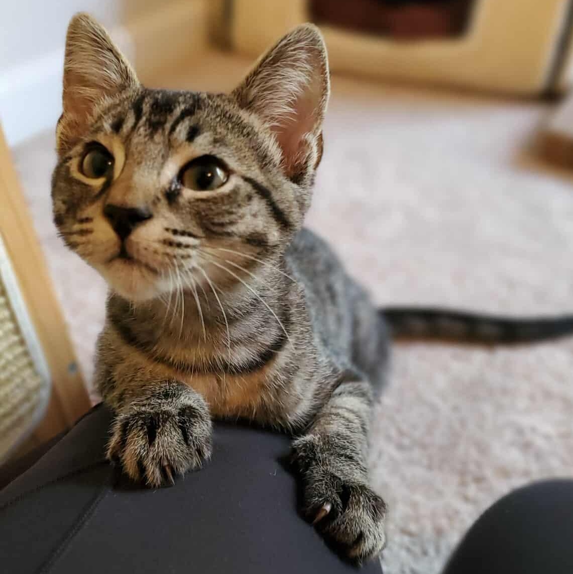 Mango, a Adoptable Tabby in Charlotte, NC image 4/4