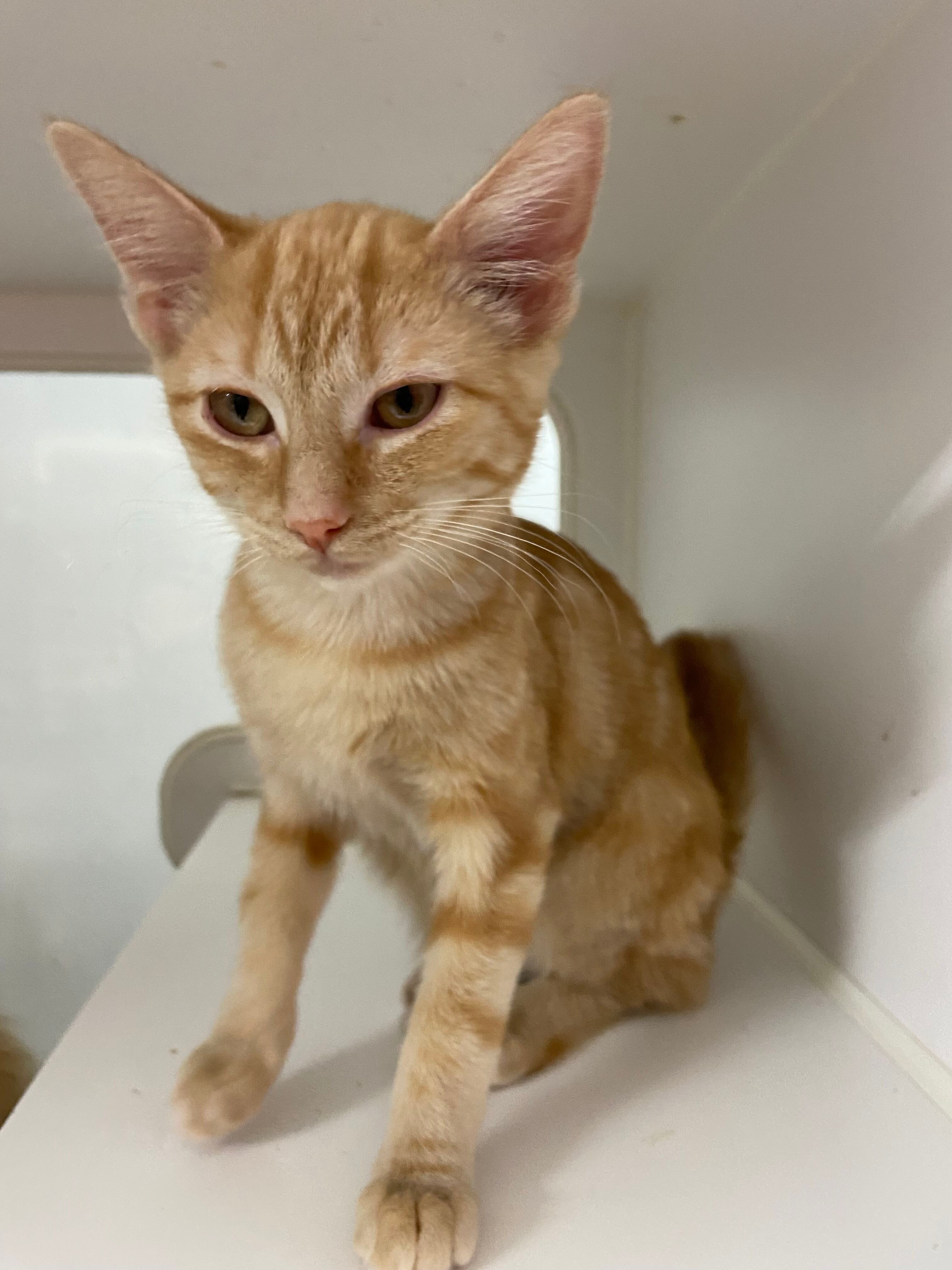 Calypso, an adopted Domestic Short Hair in Peru, IN_image-1