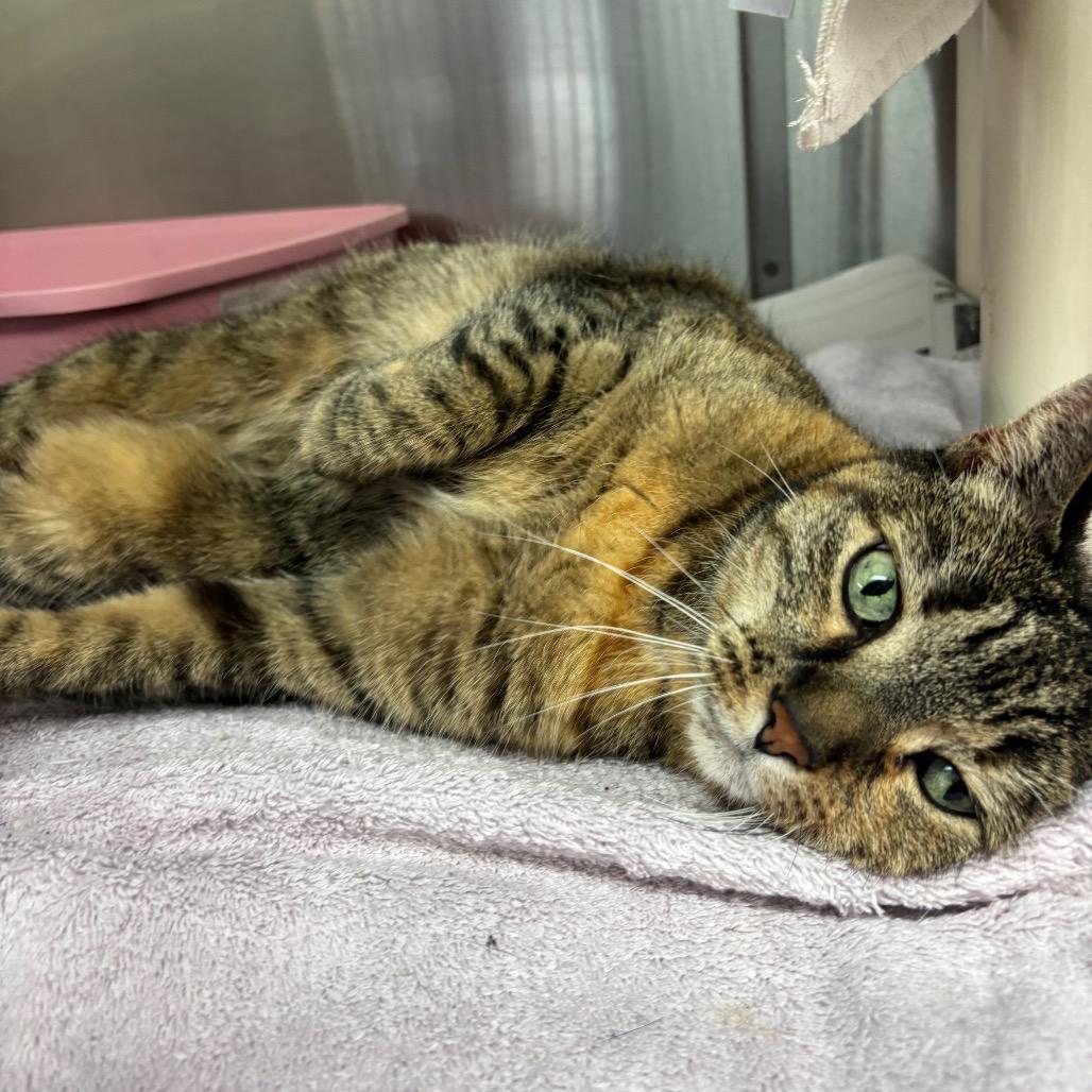 Enlarge Rosie, a Adoptable Domestic Short Hair in Philadelphia, PA image 1/4