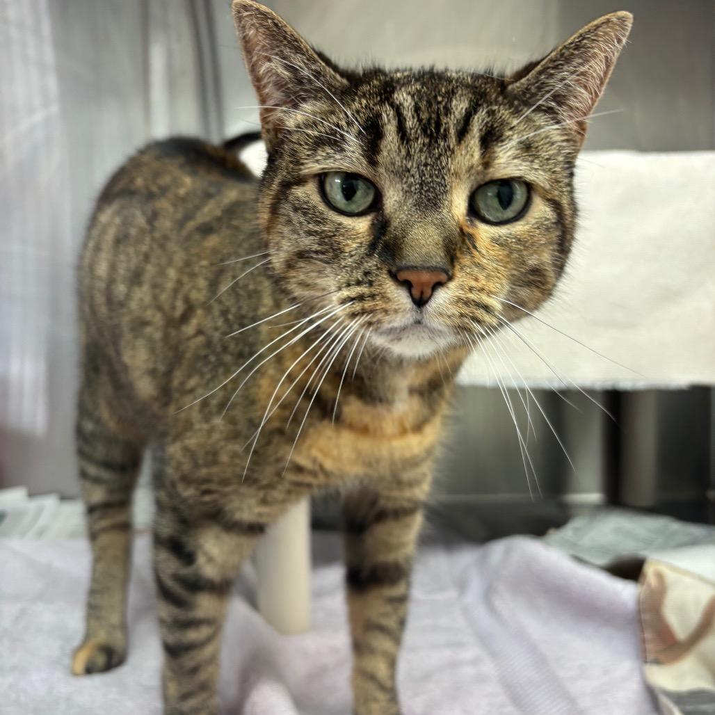 Enlarge Rosie, a Adoptable Domestic Short Hair in Philadelphia, PA image 2/4