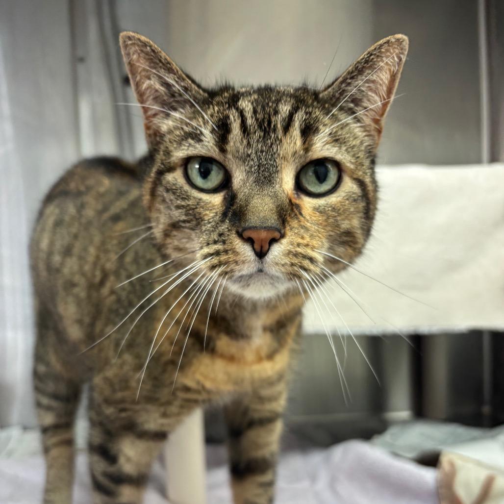 Enlarge Rosie, a Adoptable Domestic Short Hair in Philadelphia, PA image 3/4
