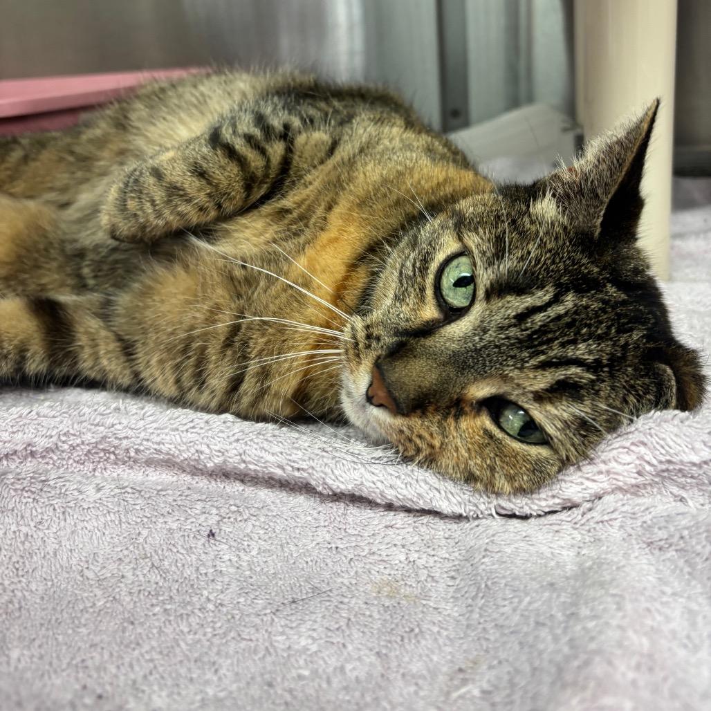 Enlarge Rosie, a Adoptable Domestic Short Hair in Philadelphia, PA image 4/4