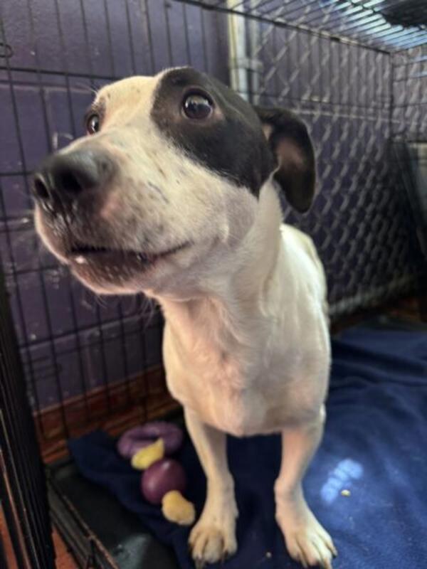 Bud, Adoptable, Adult Male Jack Russell Terrier.