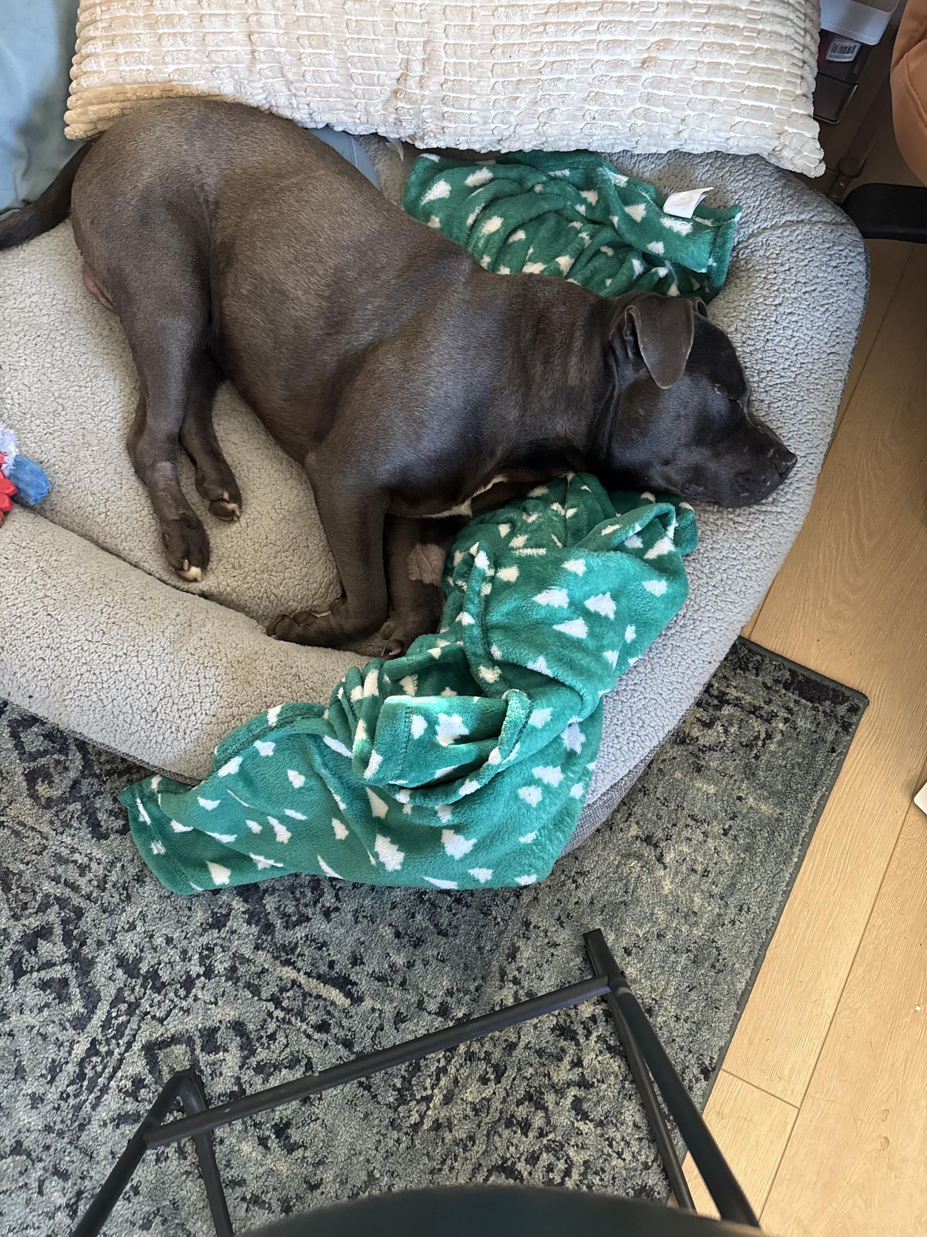 Doug, Adoptable, Senior Male Pit Bull Terrier.