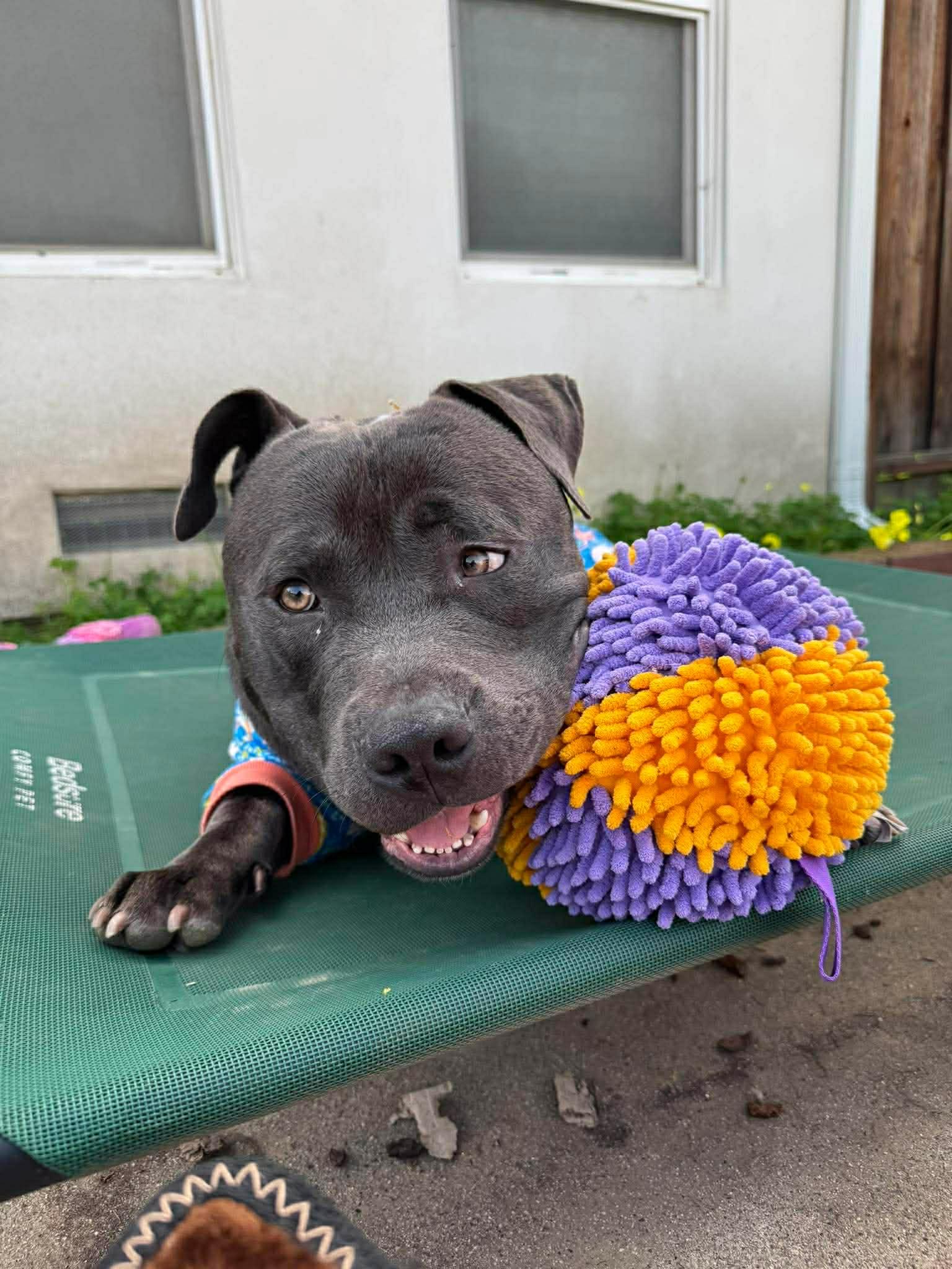 Enlarge Doug, a Adoptable Pit Bull Terrier in Vancouver, WA image 2/6