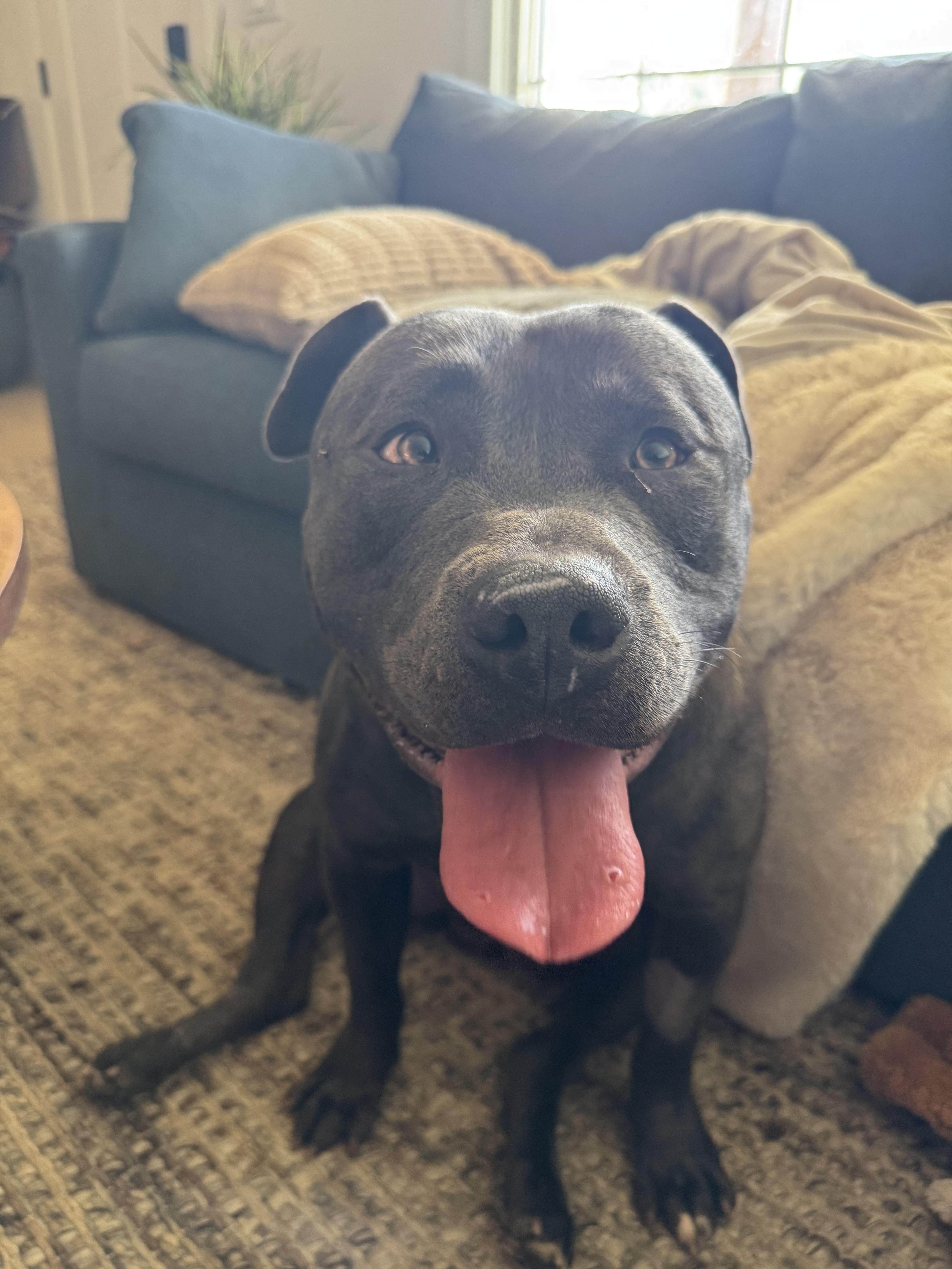 Enlarge Doug, a Adoptable Pit Bull Terrier in Vancouver, WA image 2/3