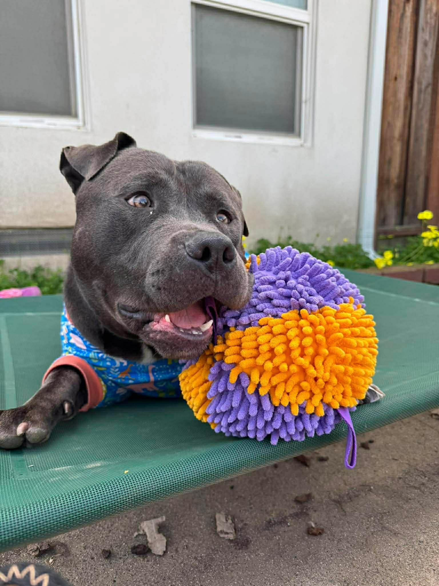 Enlarge Doug, a Adoptable Pit Bull Terrier in Vancouver, WA image 4/6