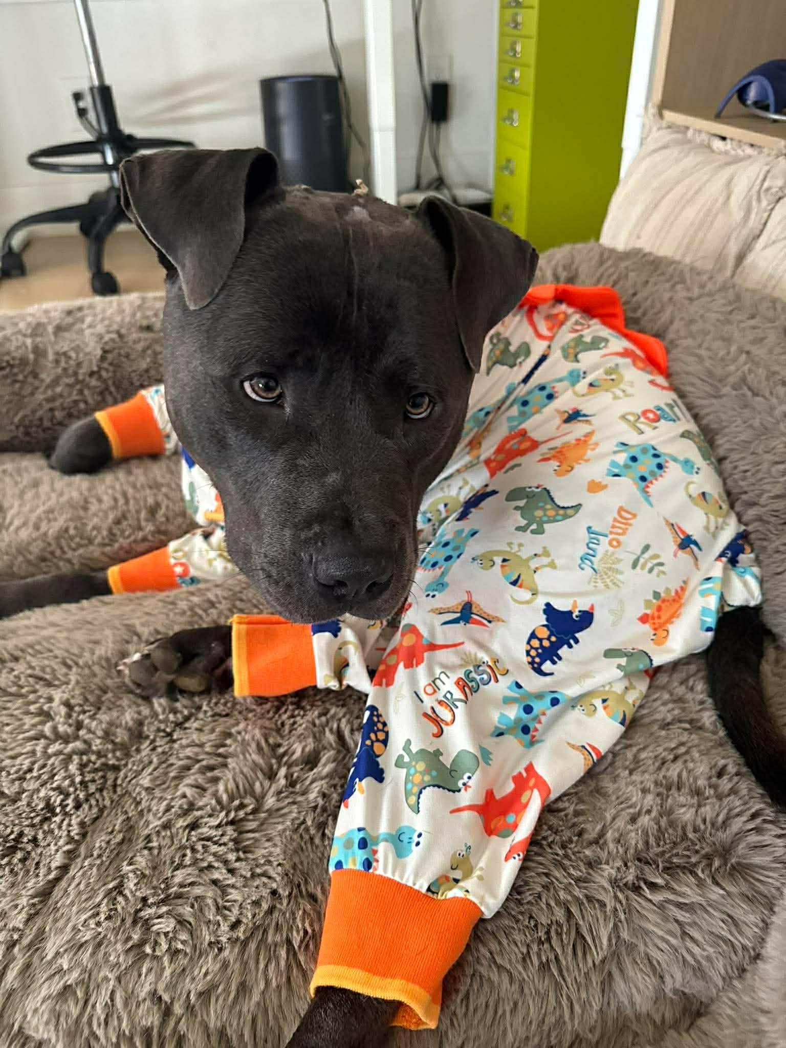 Enlarge Doug, a Adoptable Pit Bull Terrier in Vancouver, WA image 5/6