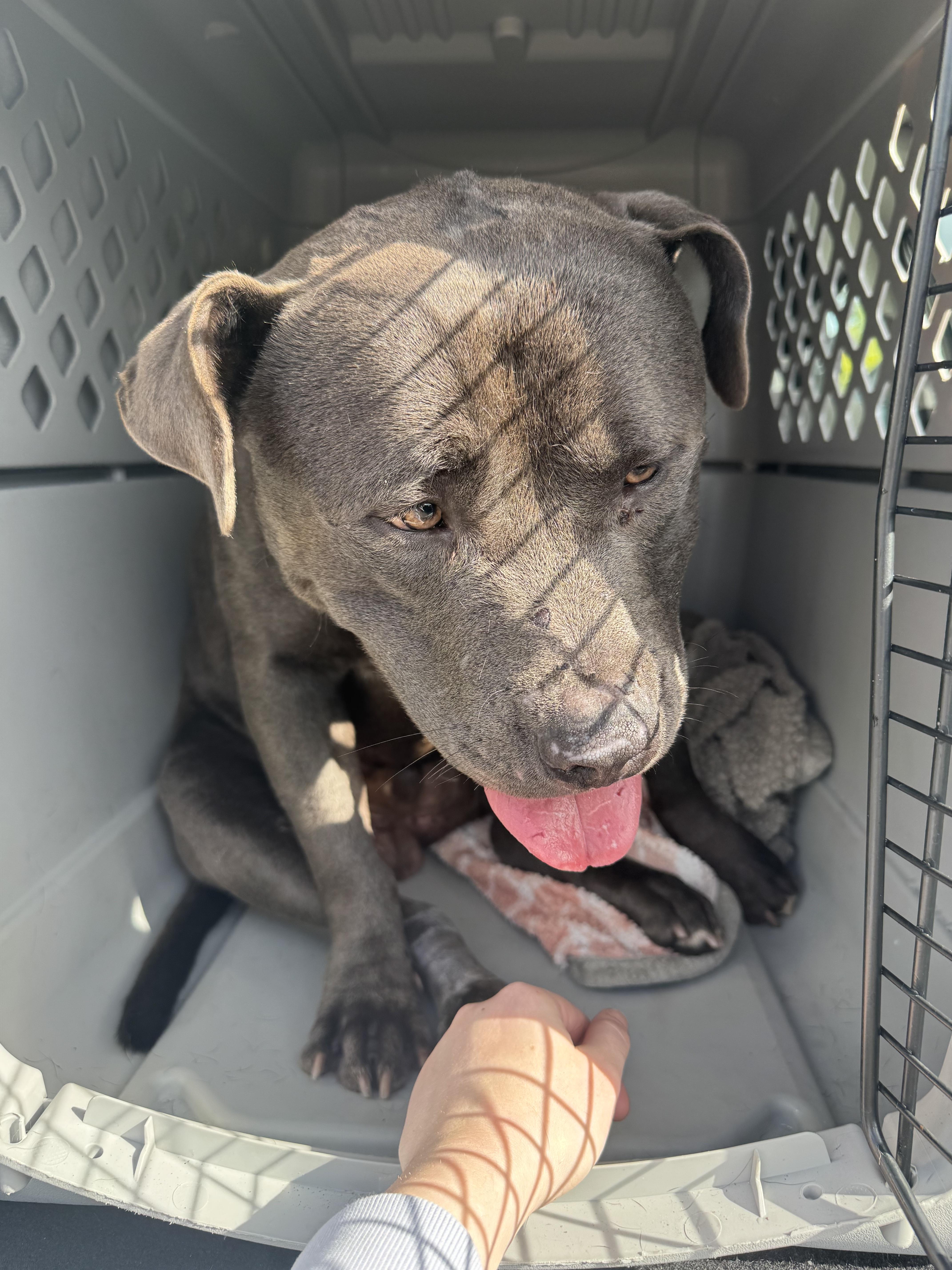 Enlarge Doug, a Adoptable Pit Bull Terrier in Vancouver, WA image 3/3