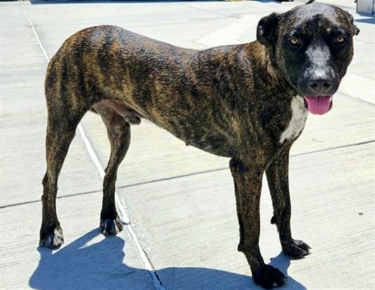 LUTHER, Adoptable, Young Male Pit Bull Terrier & Belgian Shepherd / Malinois.