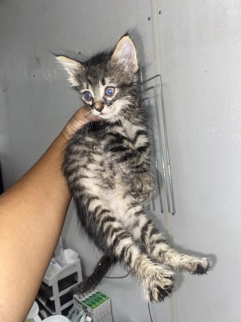 RAIN, Adoptable, Young Female Domestic Short Hair.