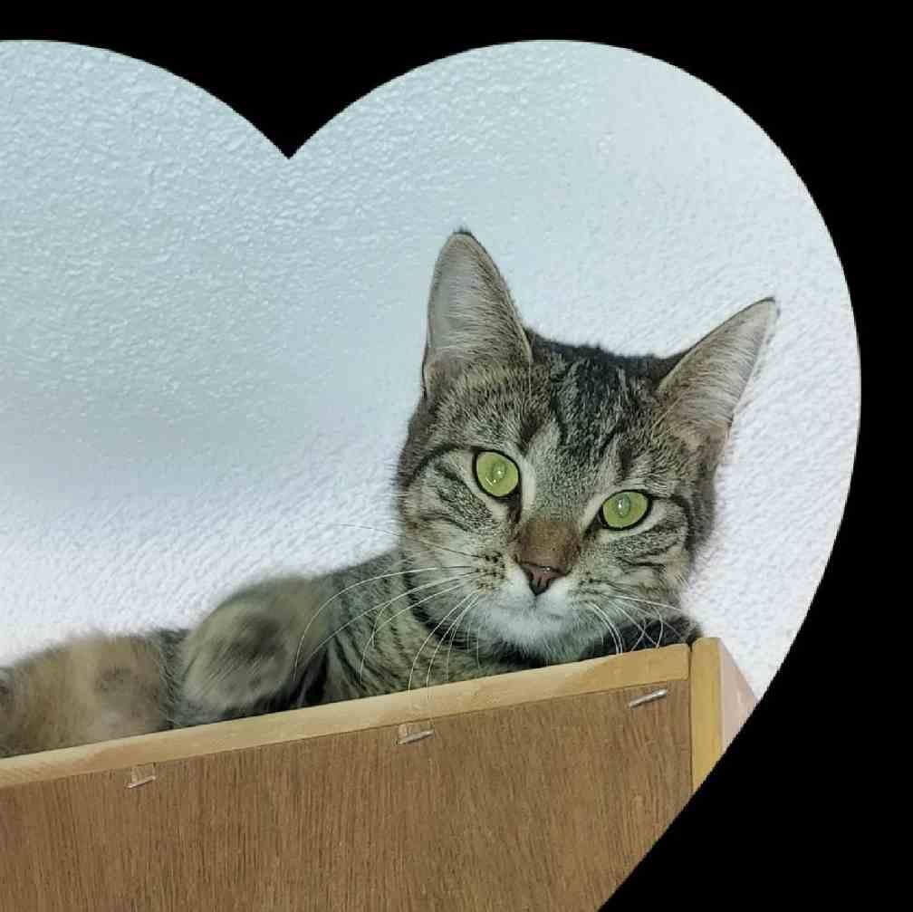 Enlarge Small Bob   5 Months, a Adoptable Domestic Short Hair in Sterling, MA image 2/3