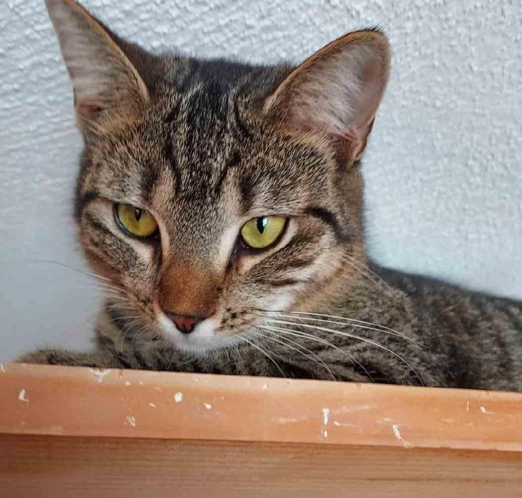 Enlarge Small Bob   5 Months, a Adoptable Domestic Short Hair in Sterling, MA image 3/3