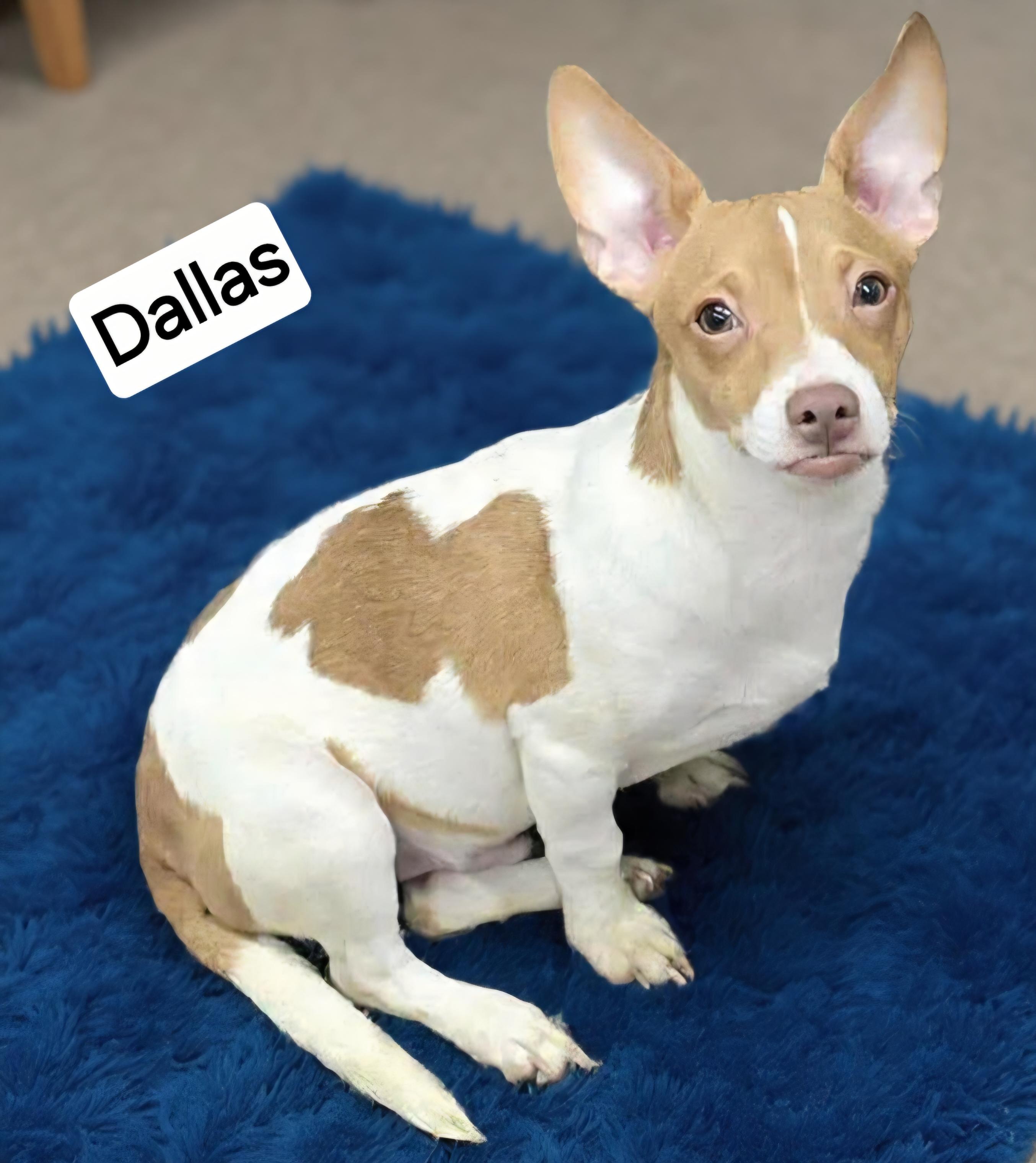Dallas, Adoptable, Puppy Male Chihuahua & Rat Terrier.