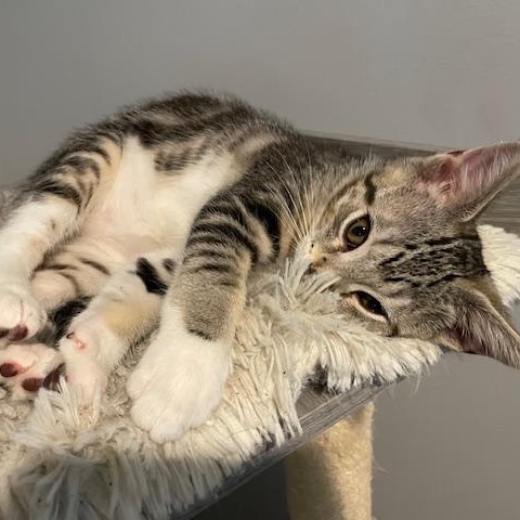 Enlarge Bubbles, an adopted Domestic Medium Hair in Syracuse, NY image 3/3