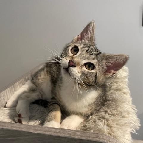 Enlarge Bubbles, an adopted Domestic Medium Hair in Syracuse, NY image 2/3