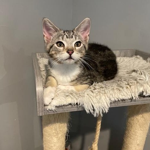 Enlarge Bubbles, an adopted Domestic Medium Hair in Syracuse, NY image 1/3
