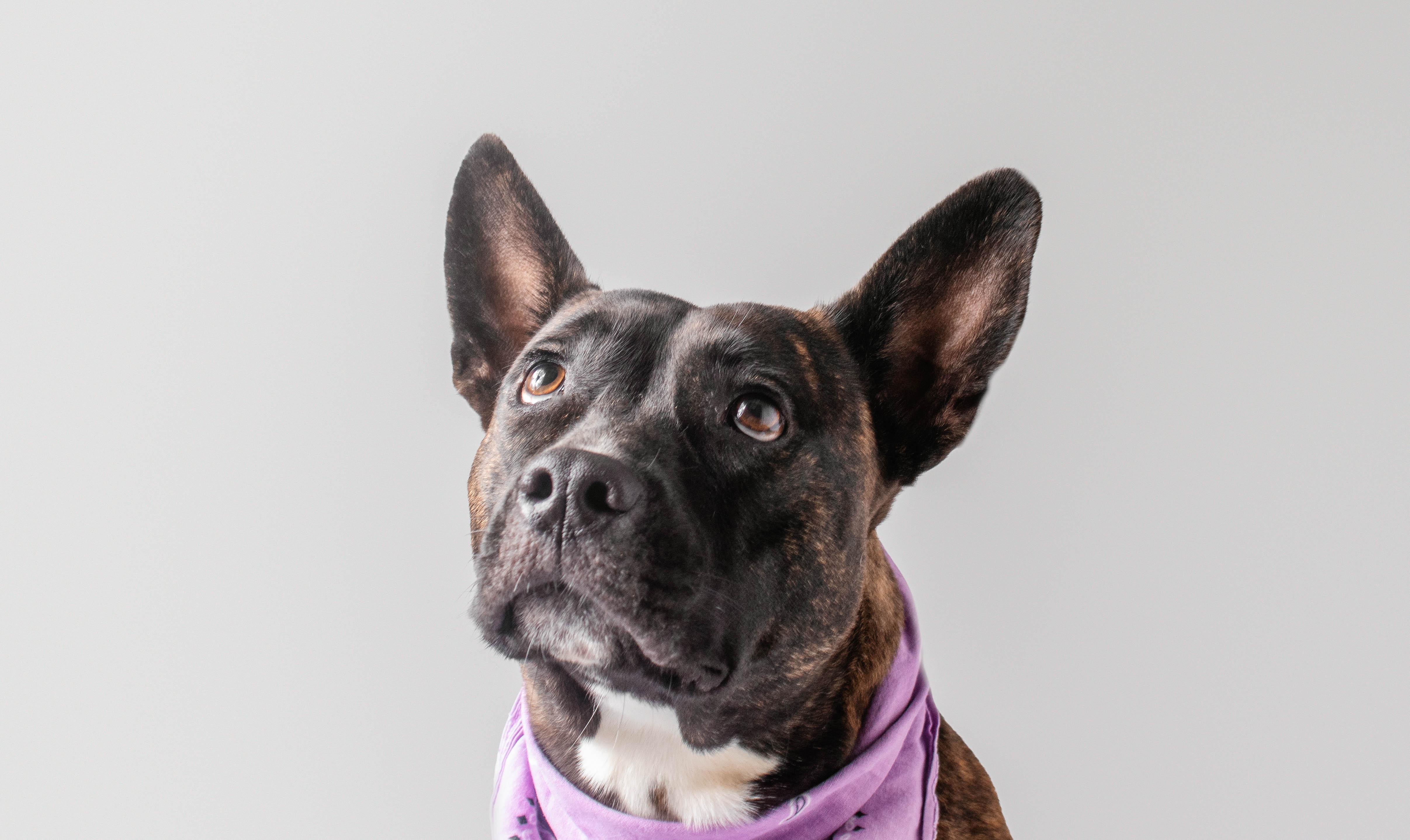 Hattie Mae, ADOPTABLE, Adult Female Dutch Shepherd.